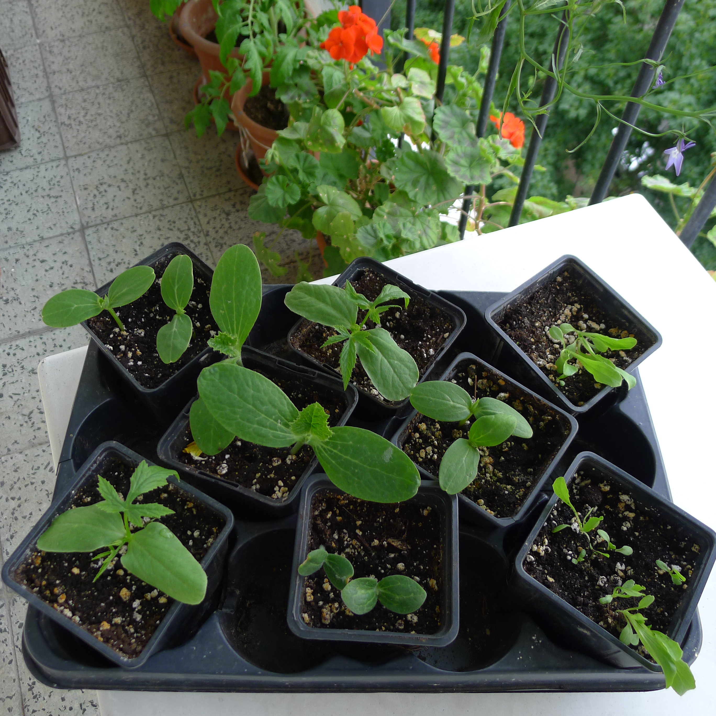 dosev rostlin, které sežrali slimáci (okurky, cukety, patizony, ačokči, saláty)