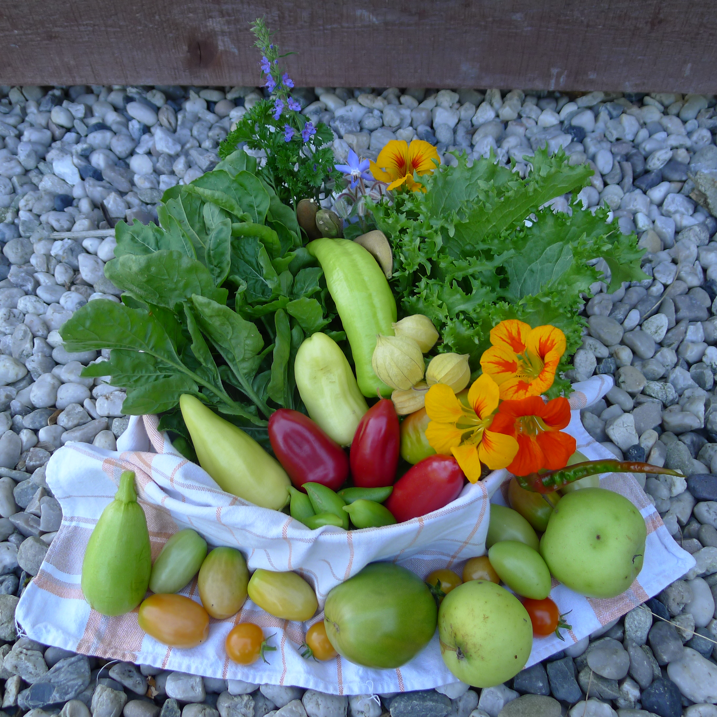 rukola, petrželka, yzop, brutnák, fazole, endivie, lichořeřišnice, papriky, mochyně, ačokči, cuketa, rajčata, jablka