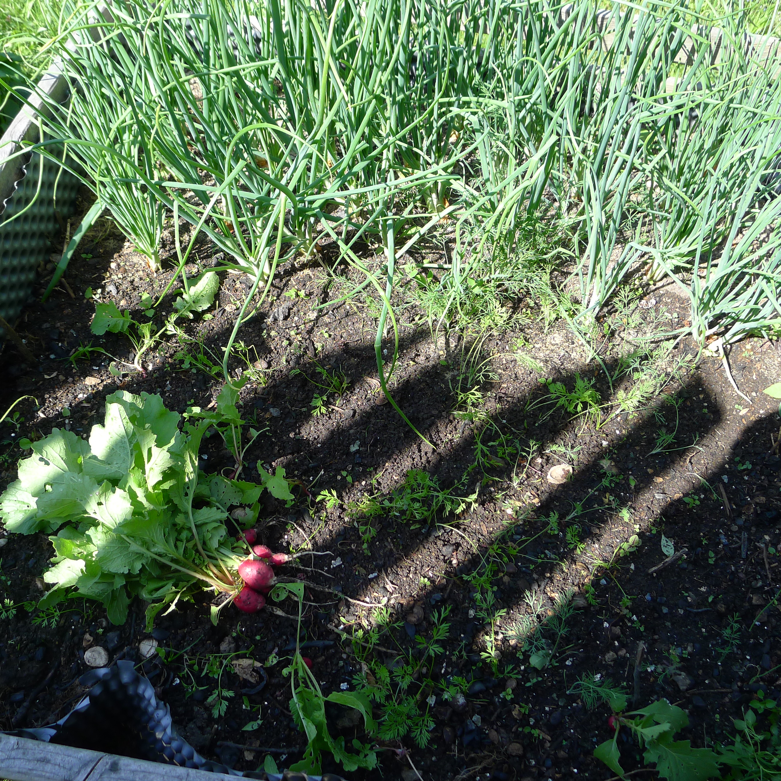 12.5.2025 sklizeň ředkviček z řádků mrkve