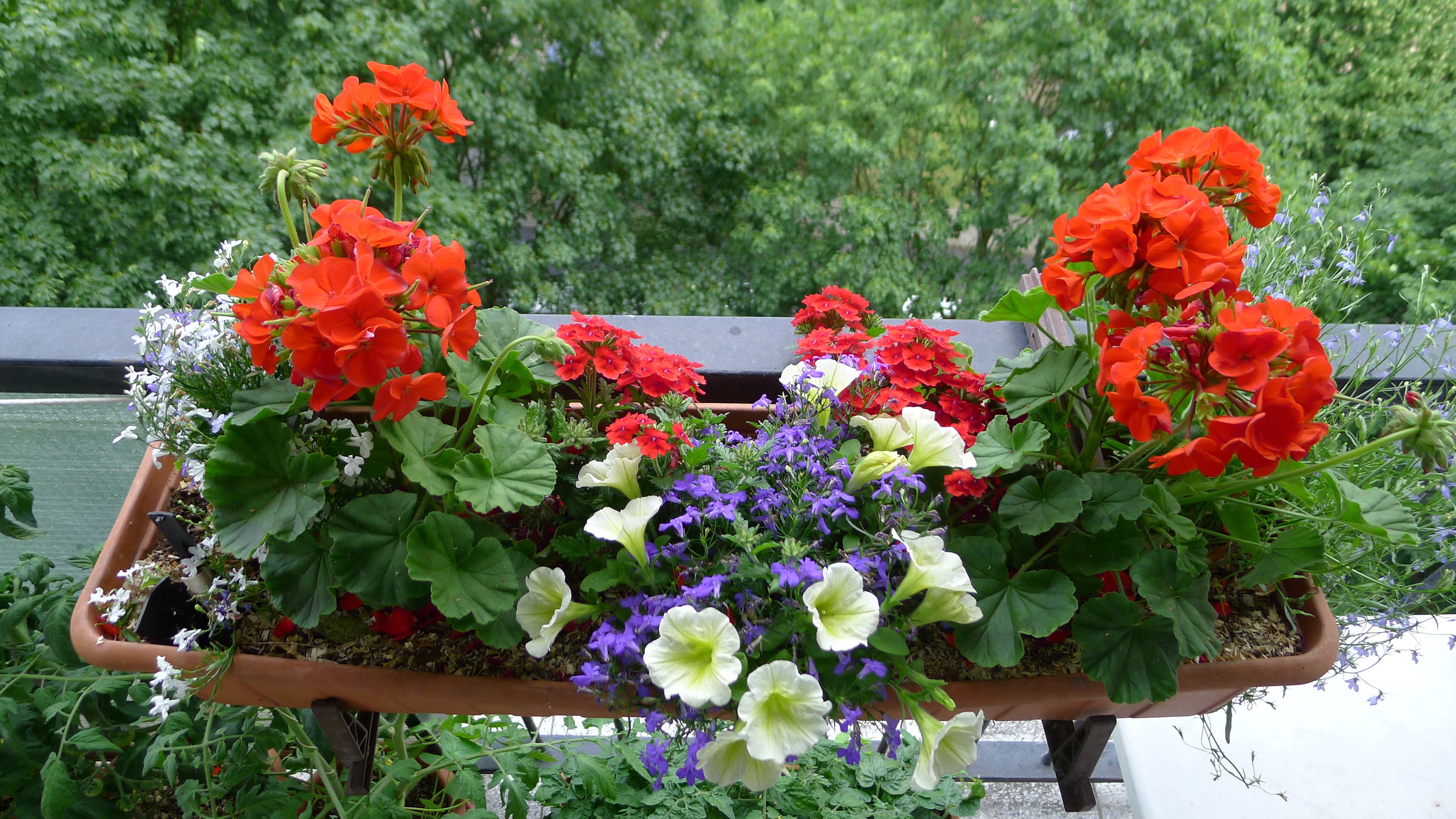páskaté pelargonie, lobelky, petunie, verbena