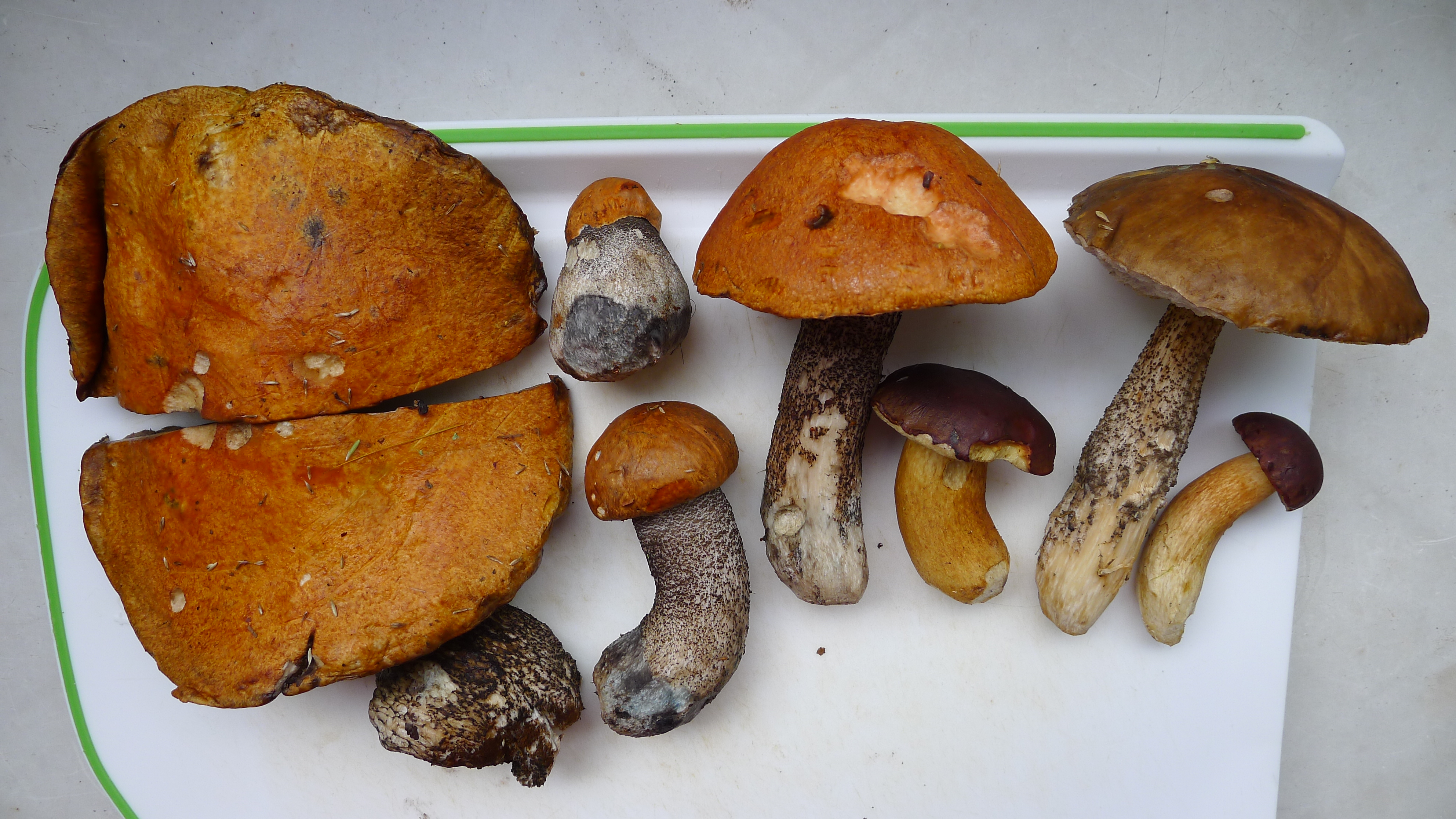 3.8.2025 - houby z Krušných hor