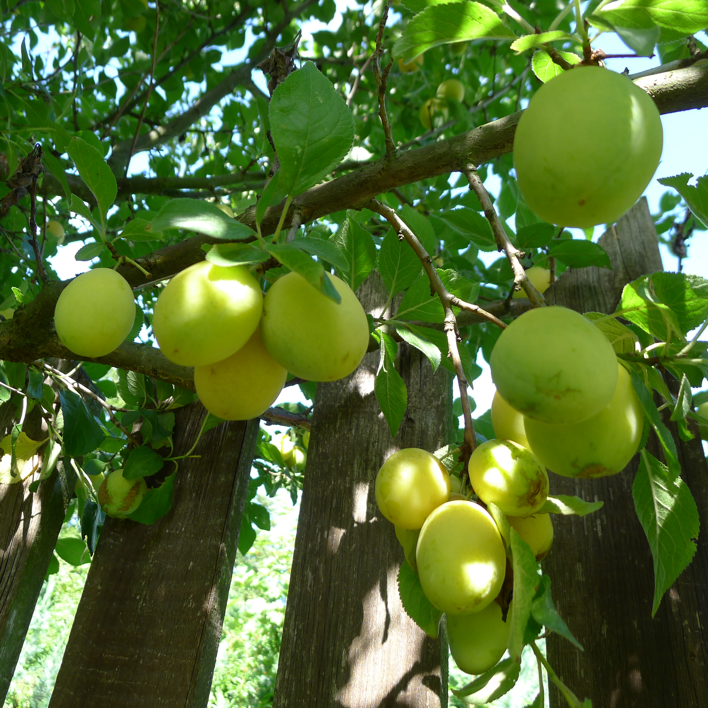 6.8.2025 - švestkomeruňka (celkem sklizeno 20 kg)