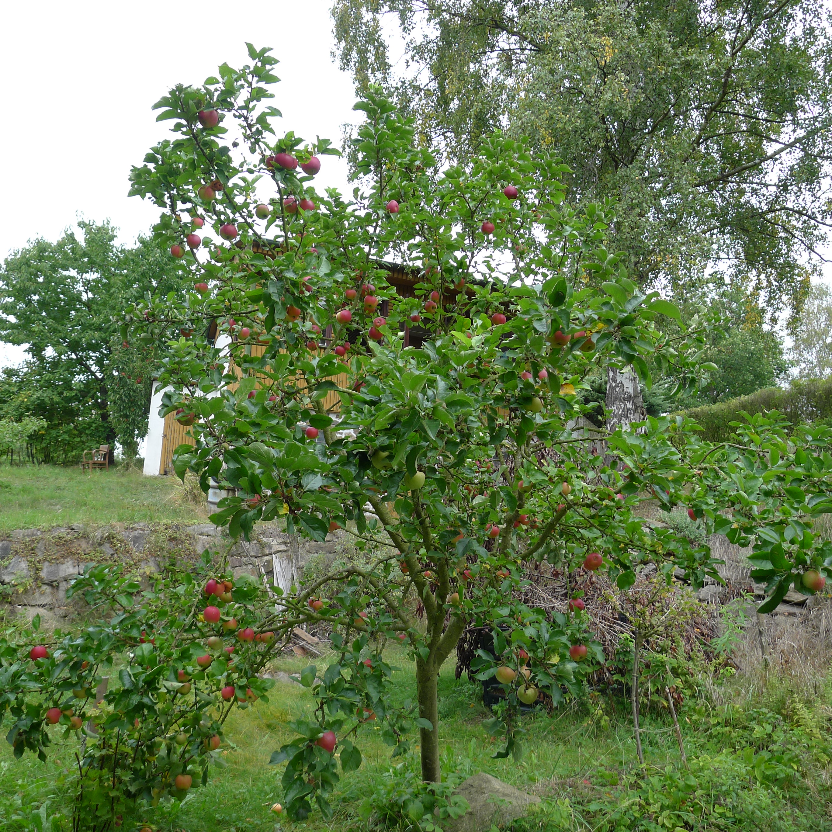 zakrslá jabloň Croquella