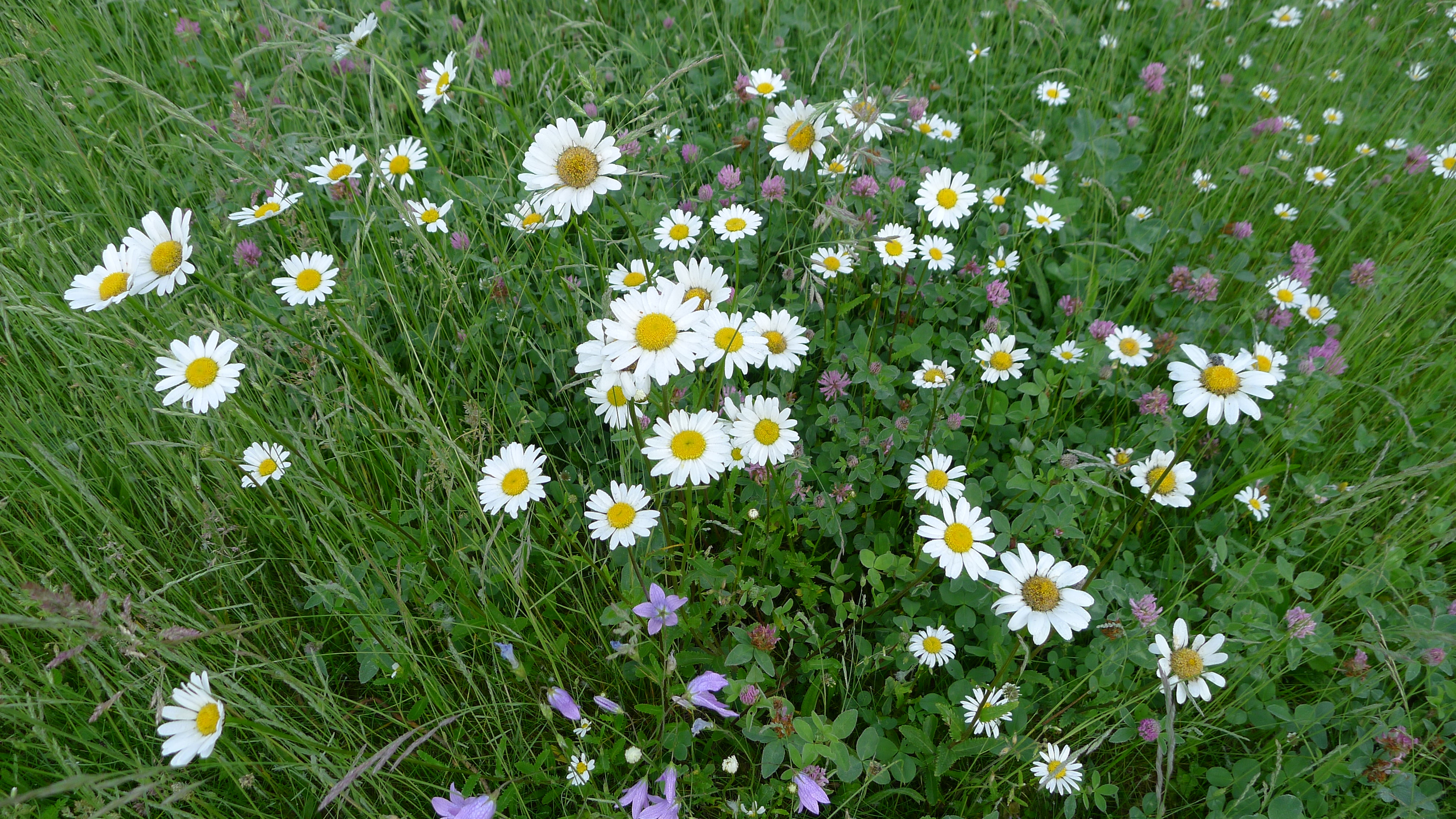 kopretiny, zvonky, jetel