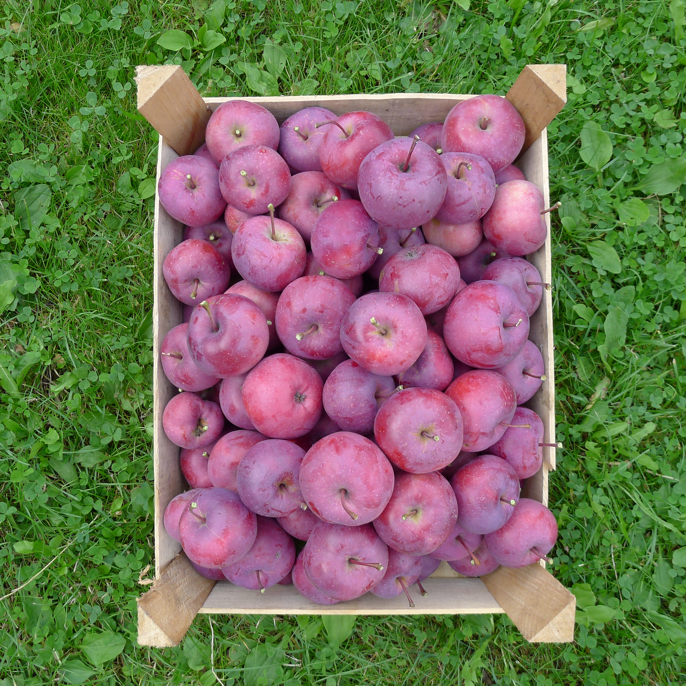 jablíčka Redlove Era