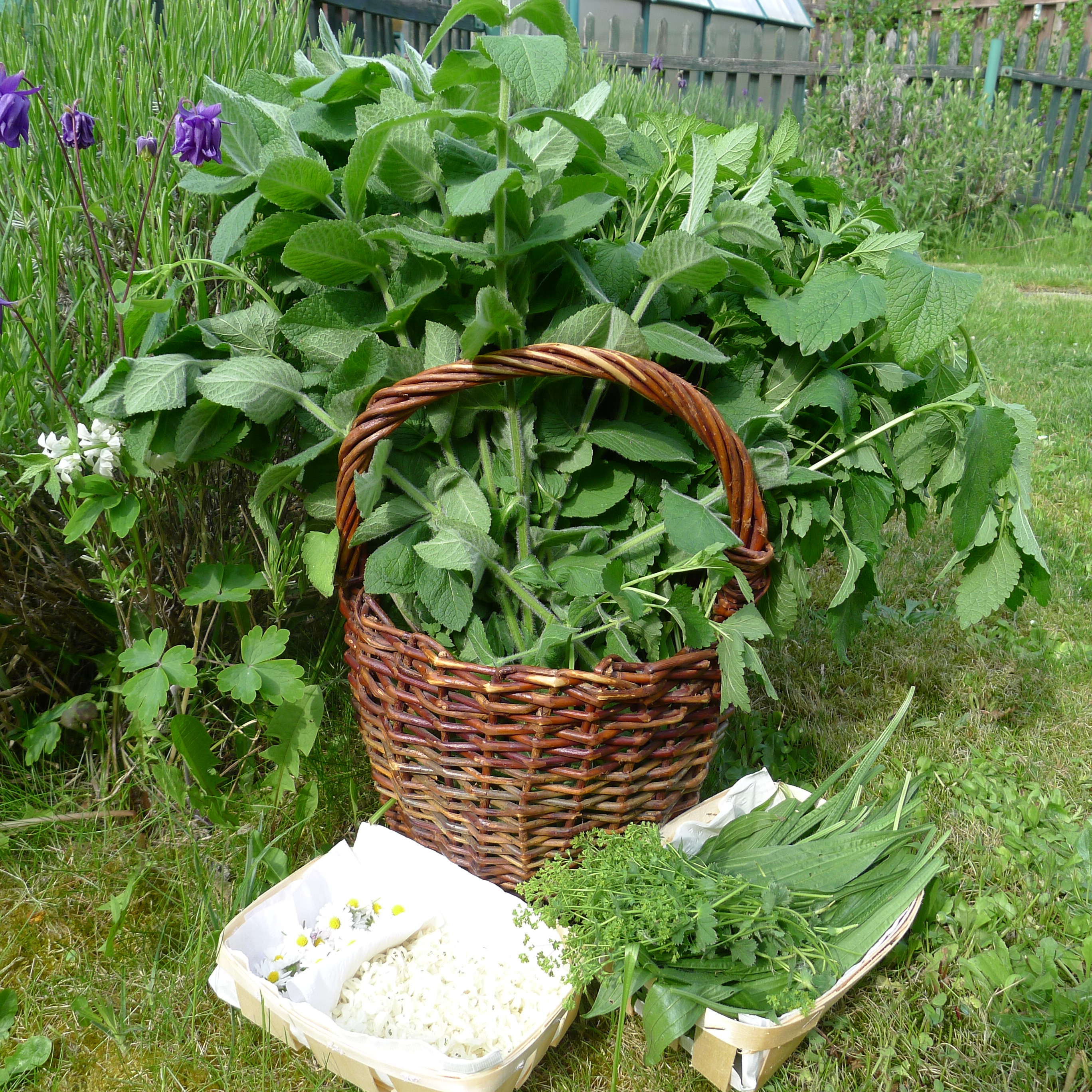 nať meduňky, máty a kontryhele, květ sedmikrásky a hluchavky, list jitrocele