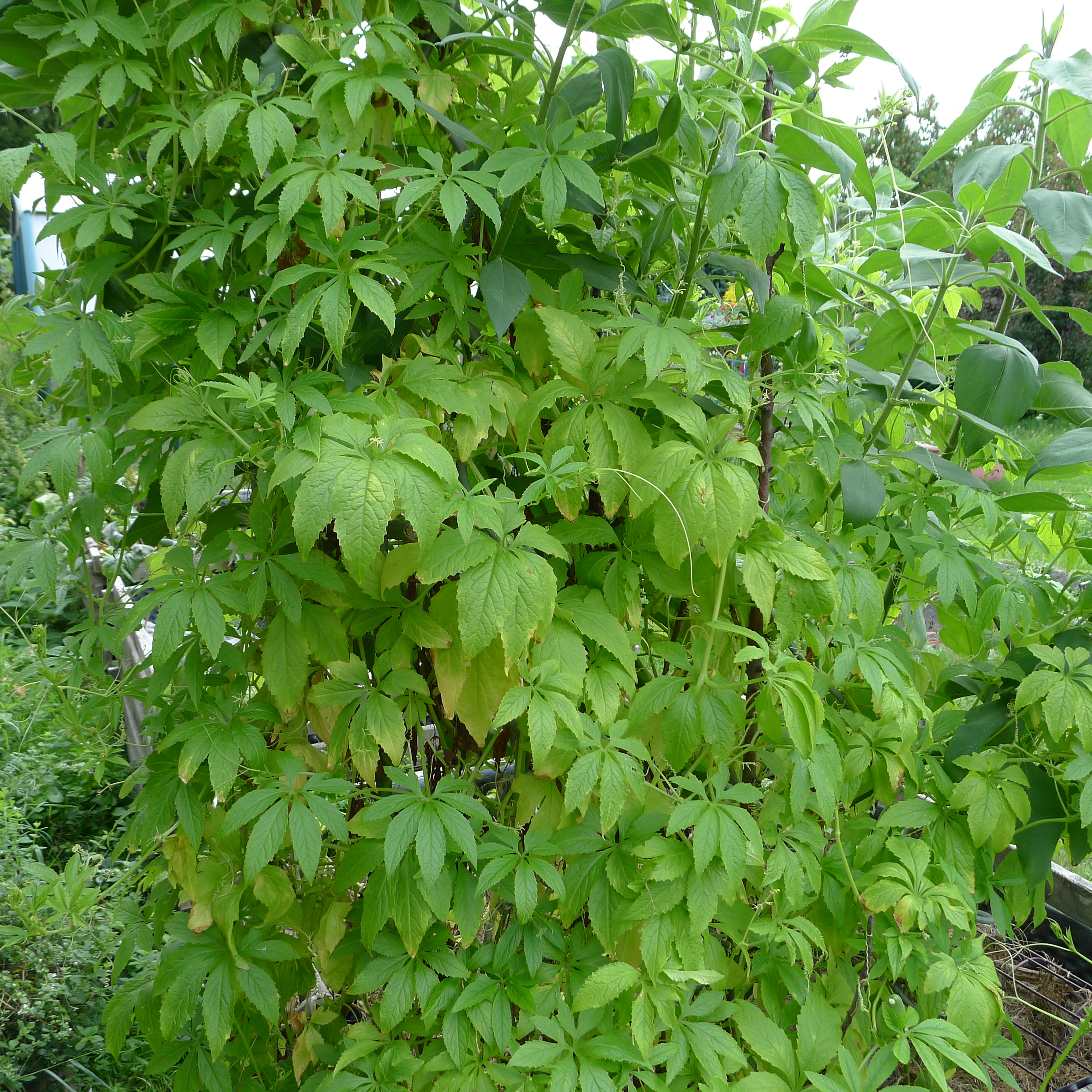 ačokča pnoucí se po topinamburu