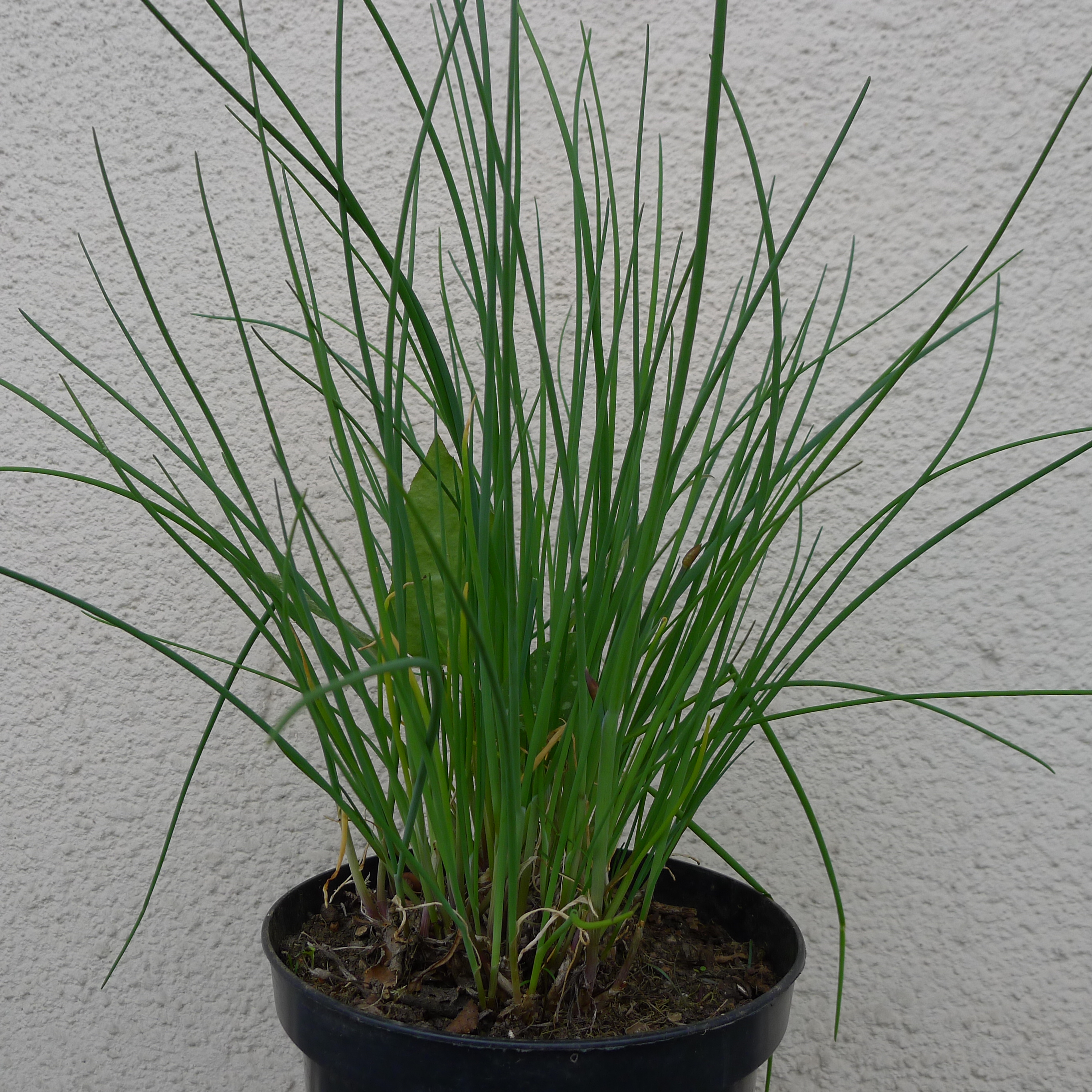 pažitka přirychlená ve skleníku