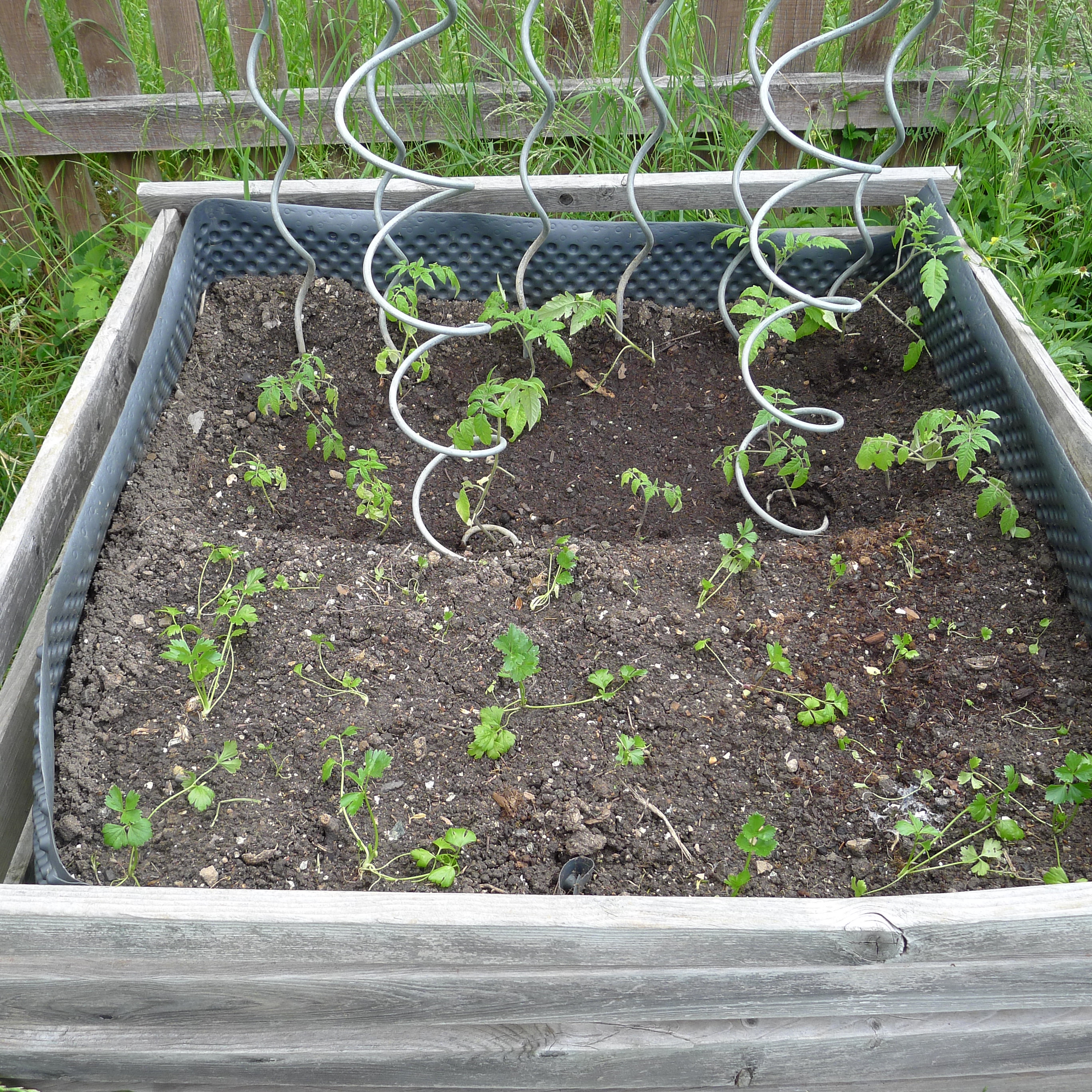 30.5.2025 celer a rajčata