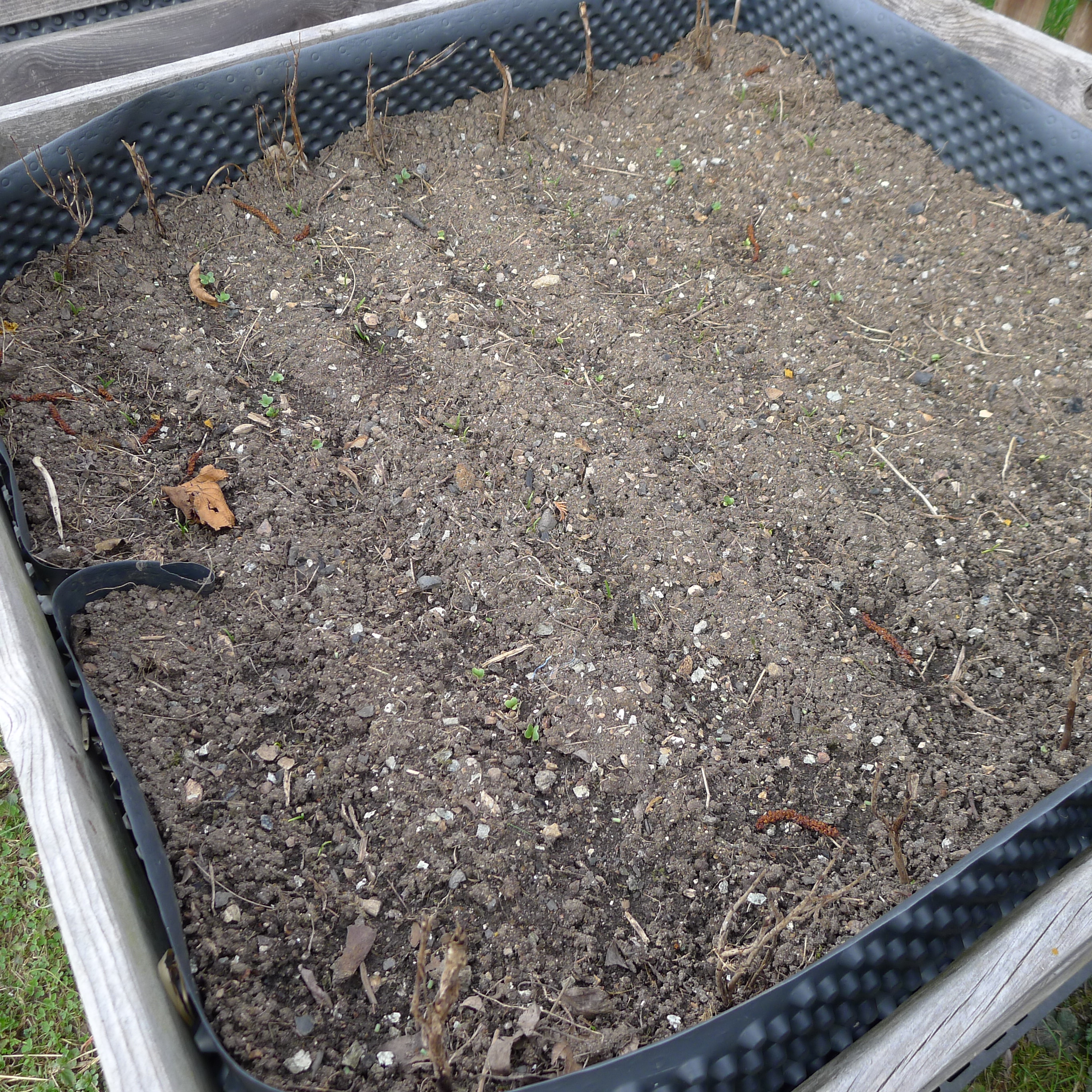 29.3.2025 rašící špenát a ředkvičky