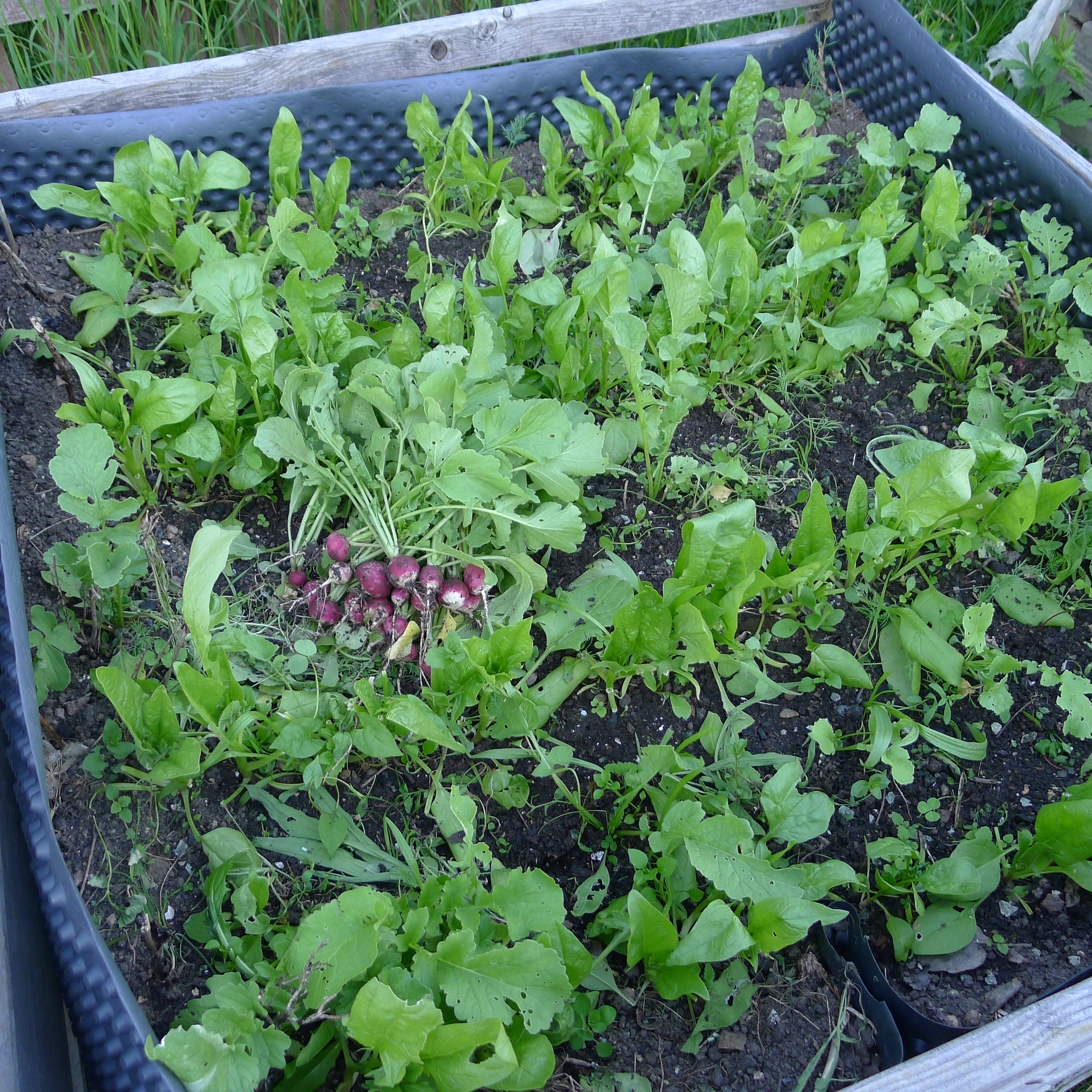 6.5.2025 sklizeň ředkviček