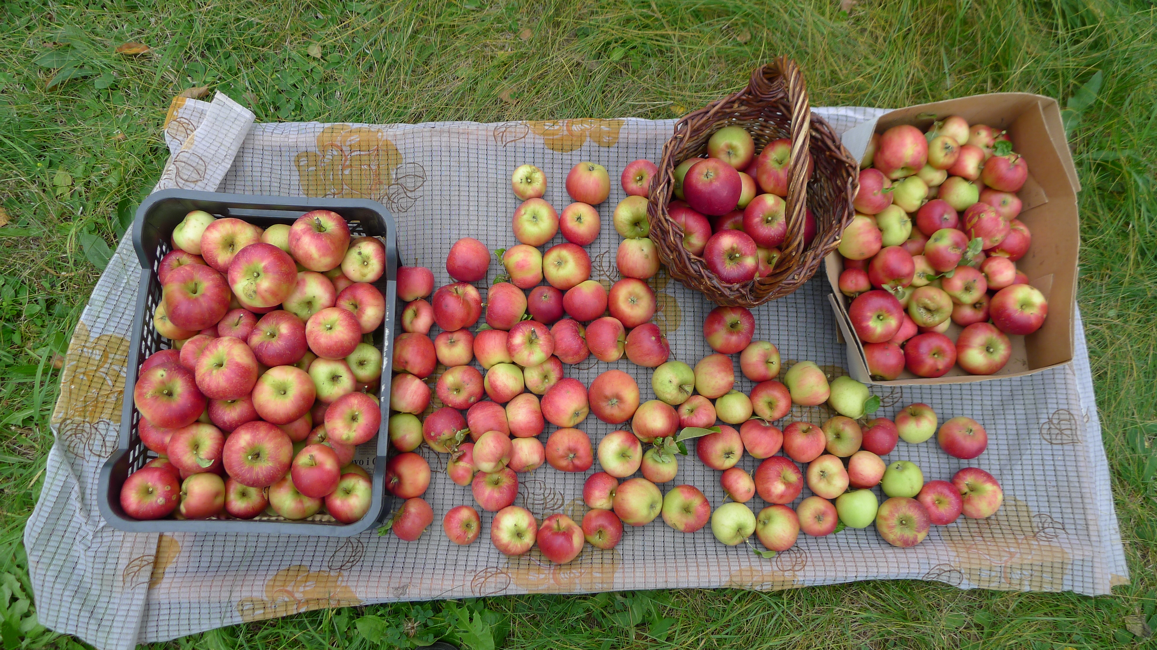 odrůda Croquella - celkem 25 kg jablek