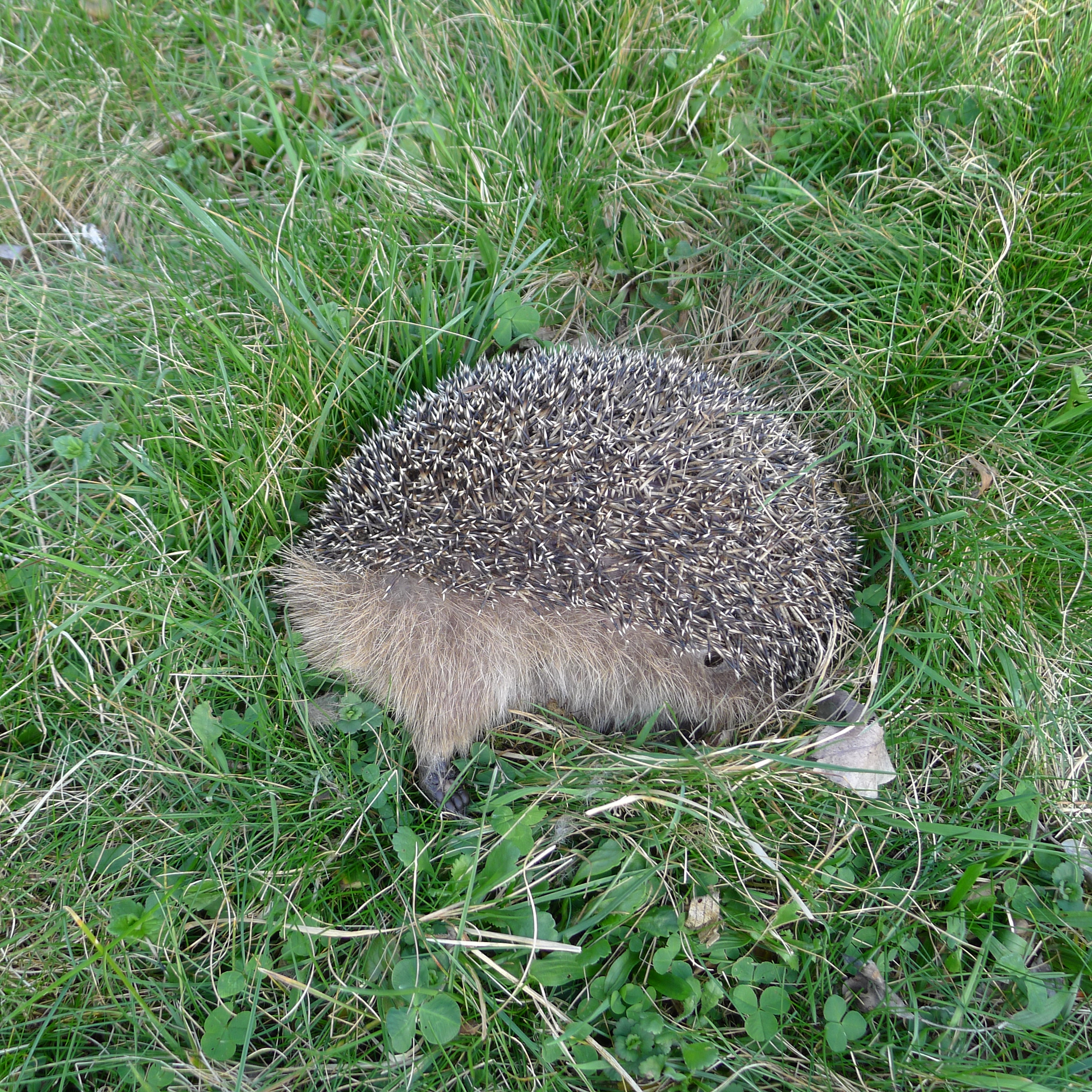 16.4.2025 uhynulý ježek