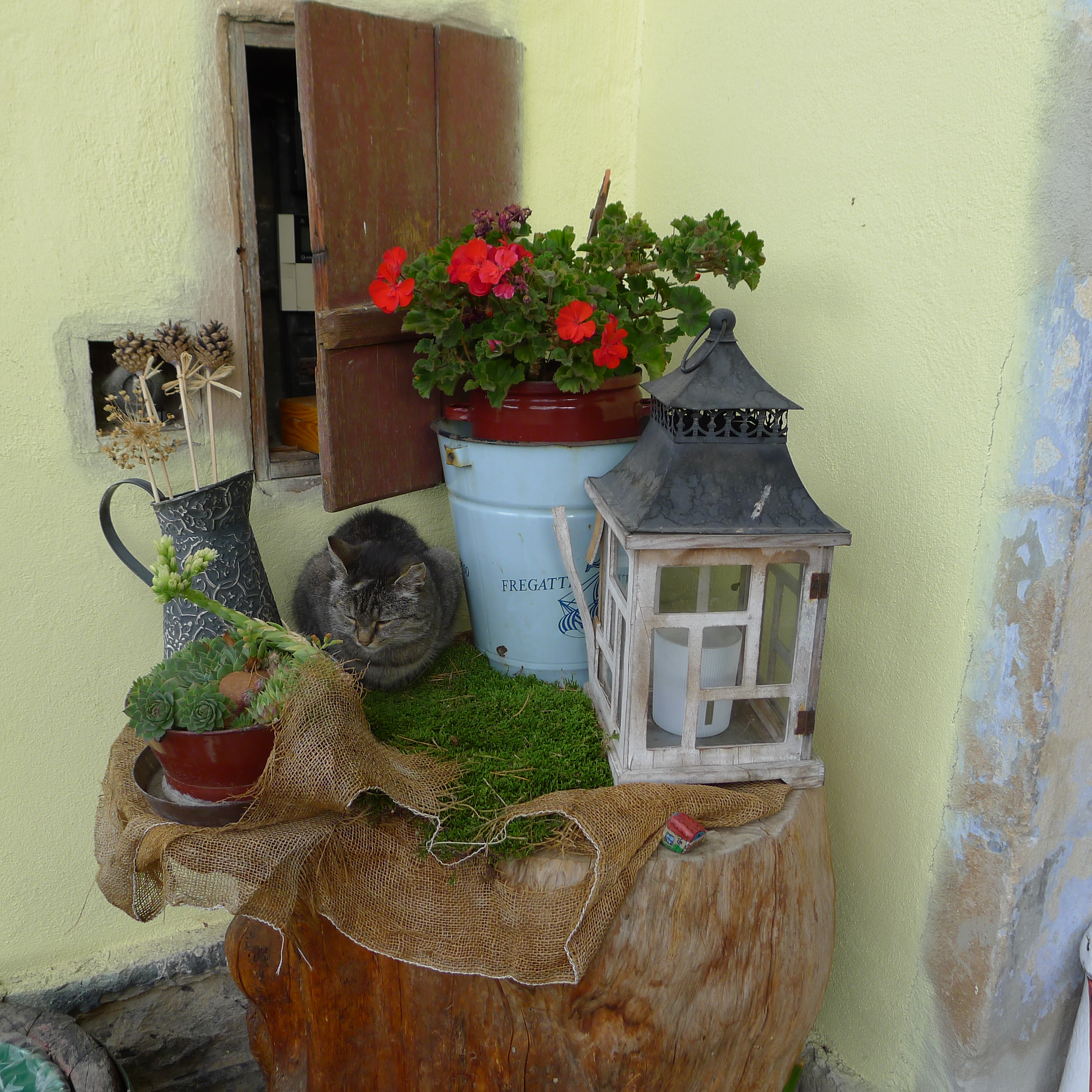 zátiší s kočkou u vchodu do kavárny