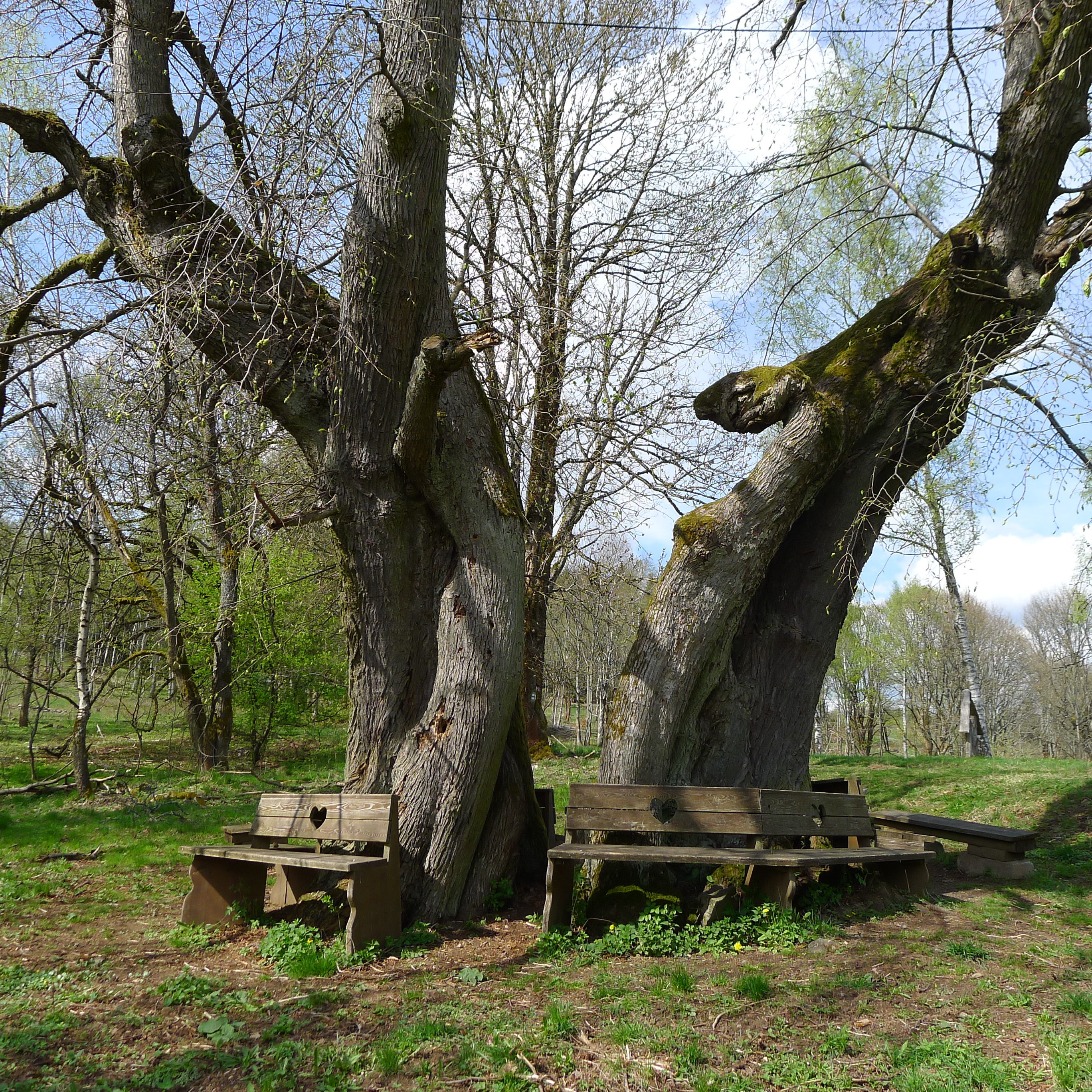 DOLNÍ POPOVSKÁ LÍPA - lípa velkolistá - stáří 600 let, obvod kmene 807 cm, výška 20 m