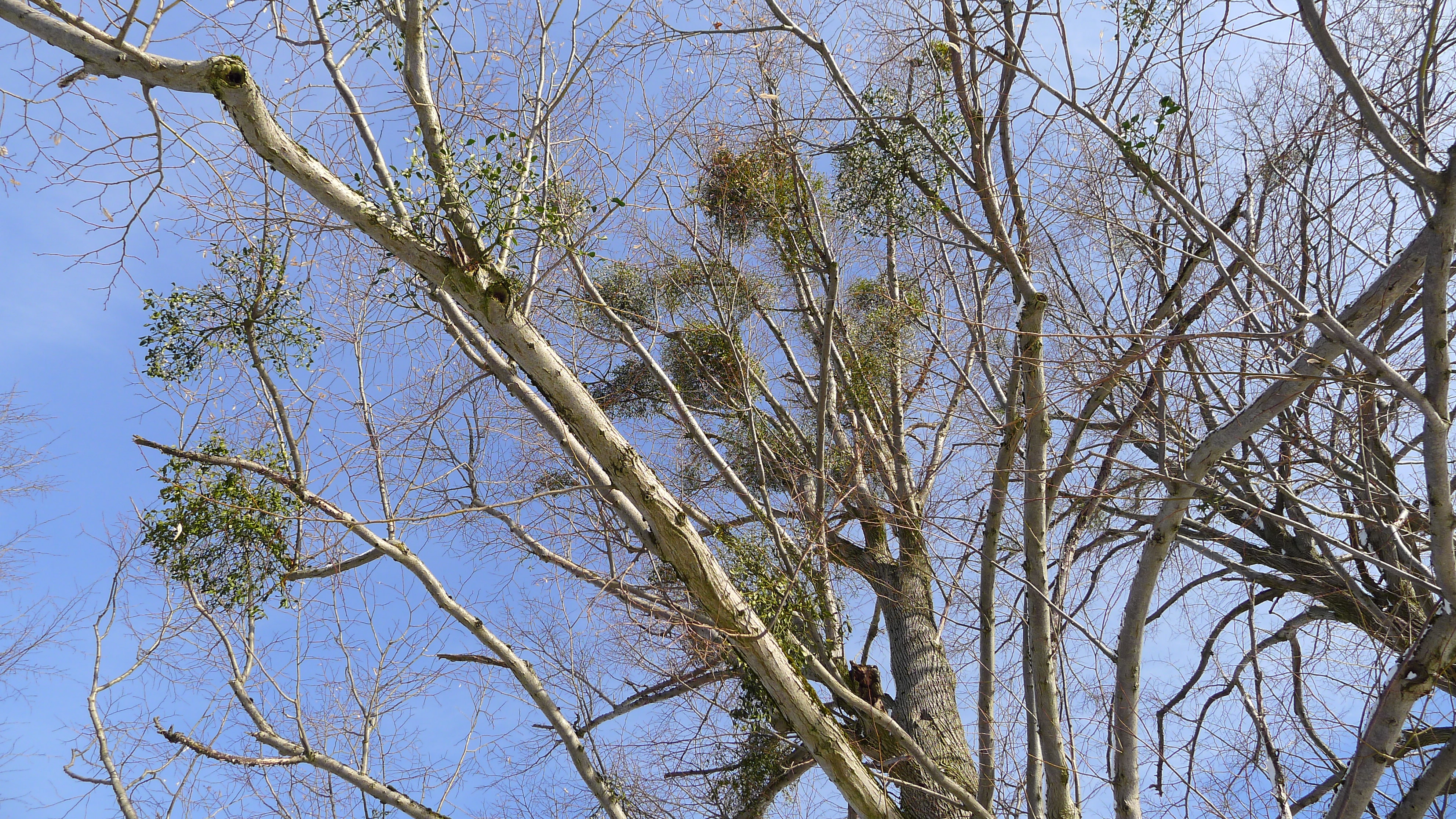 Horní Hořansko - jmelí