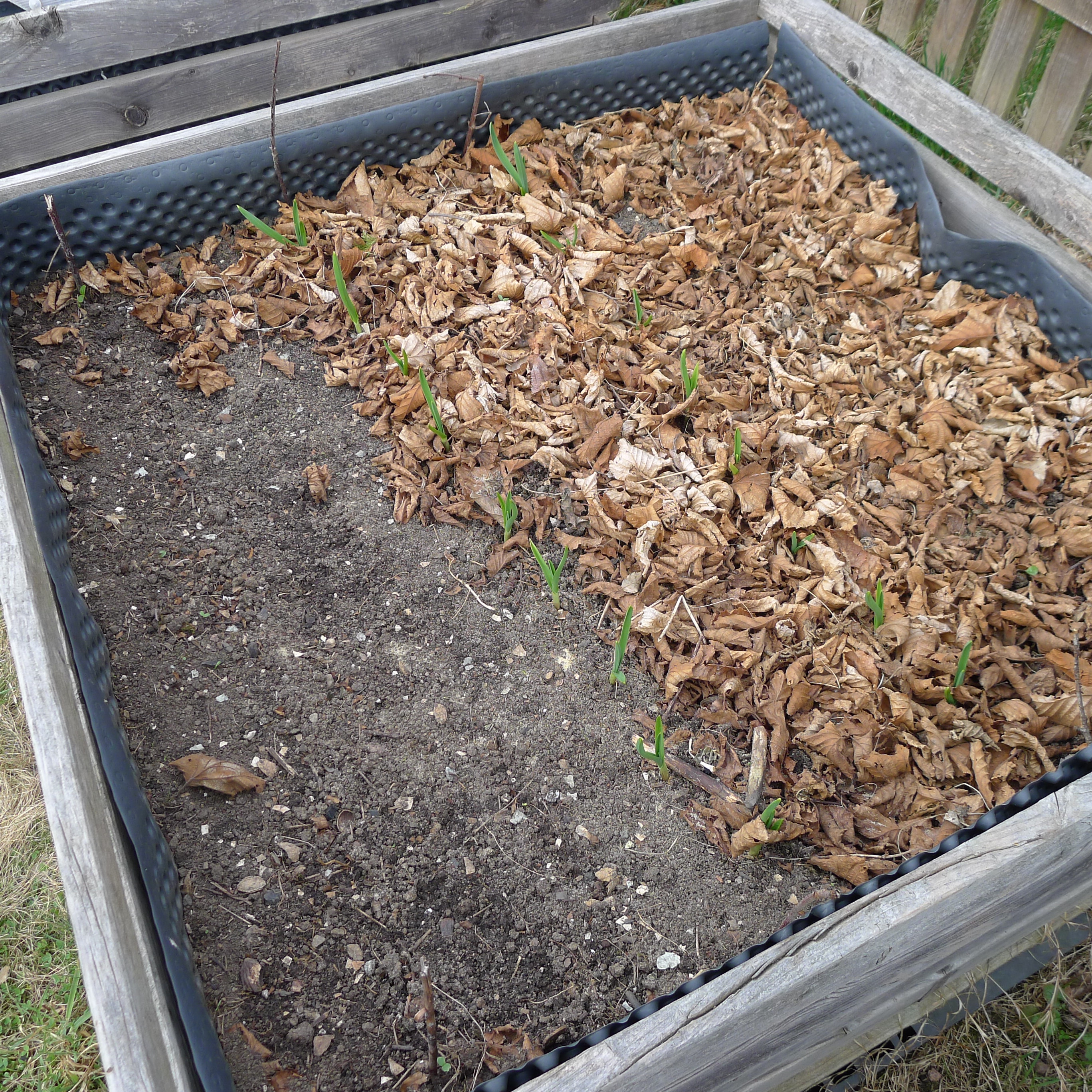 29.3.2025 rašící česnek