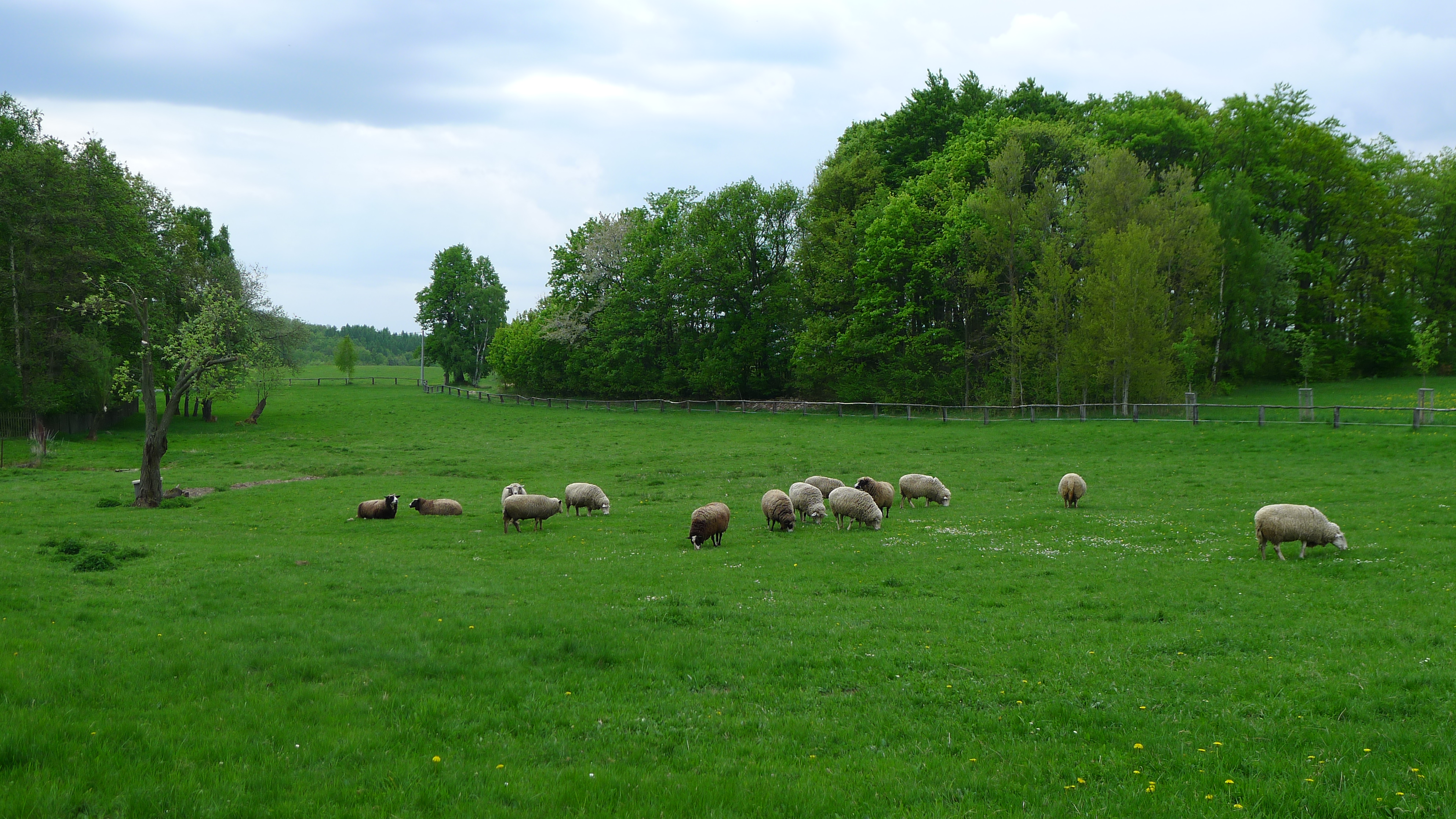 ovčí stádo v Květnově