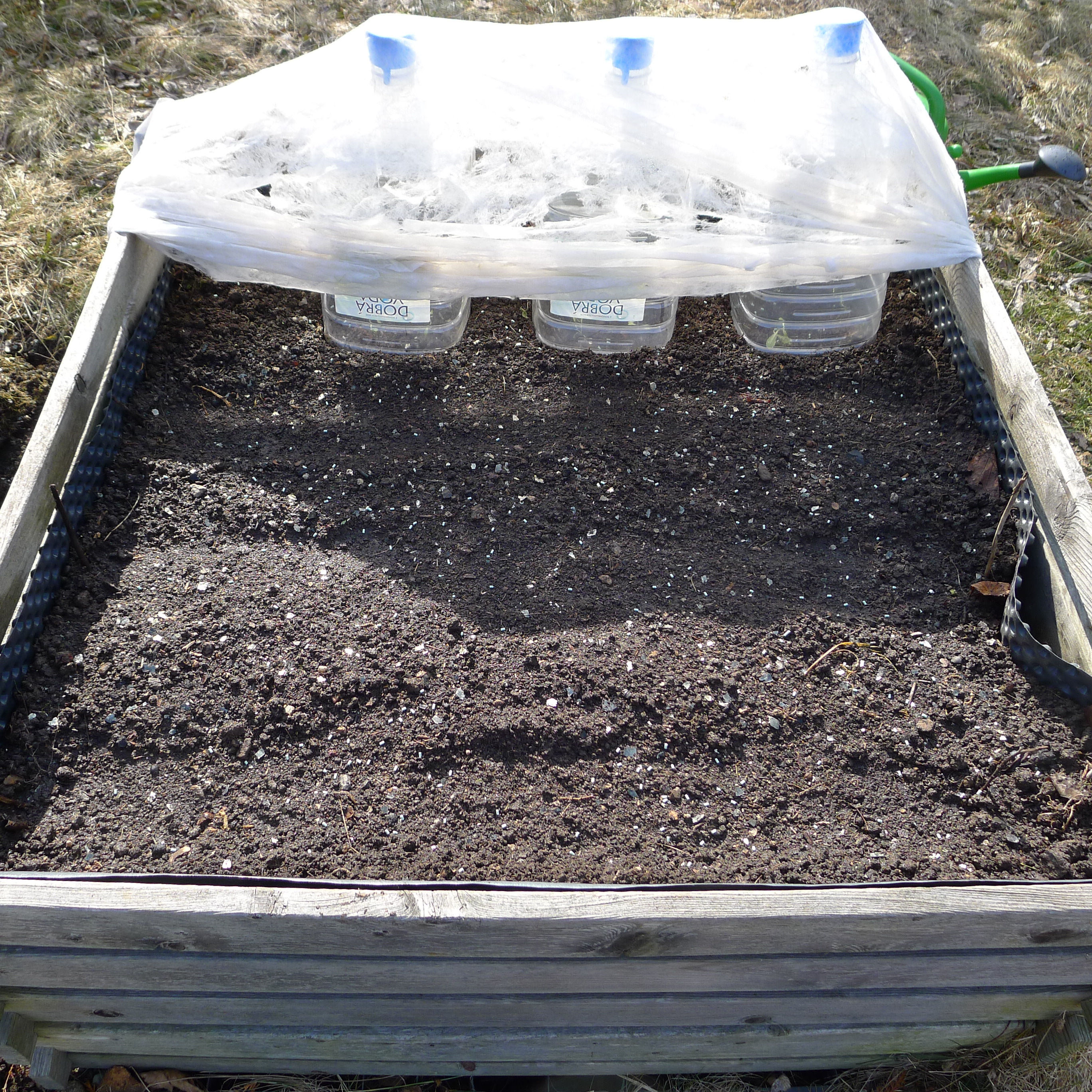 15.3.2025 - sadba salátu pod kryty a výsev ředkviček