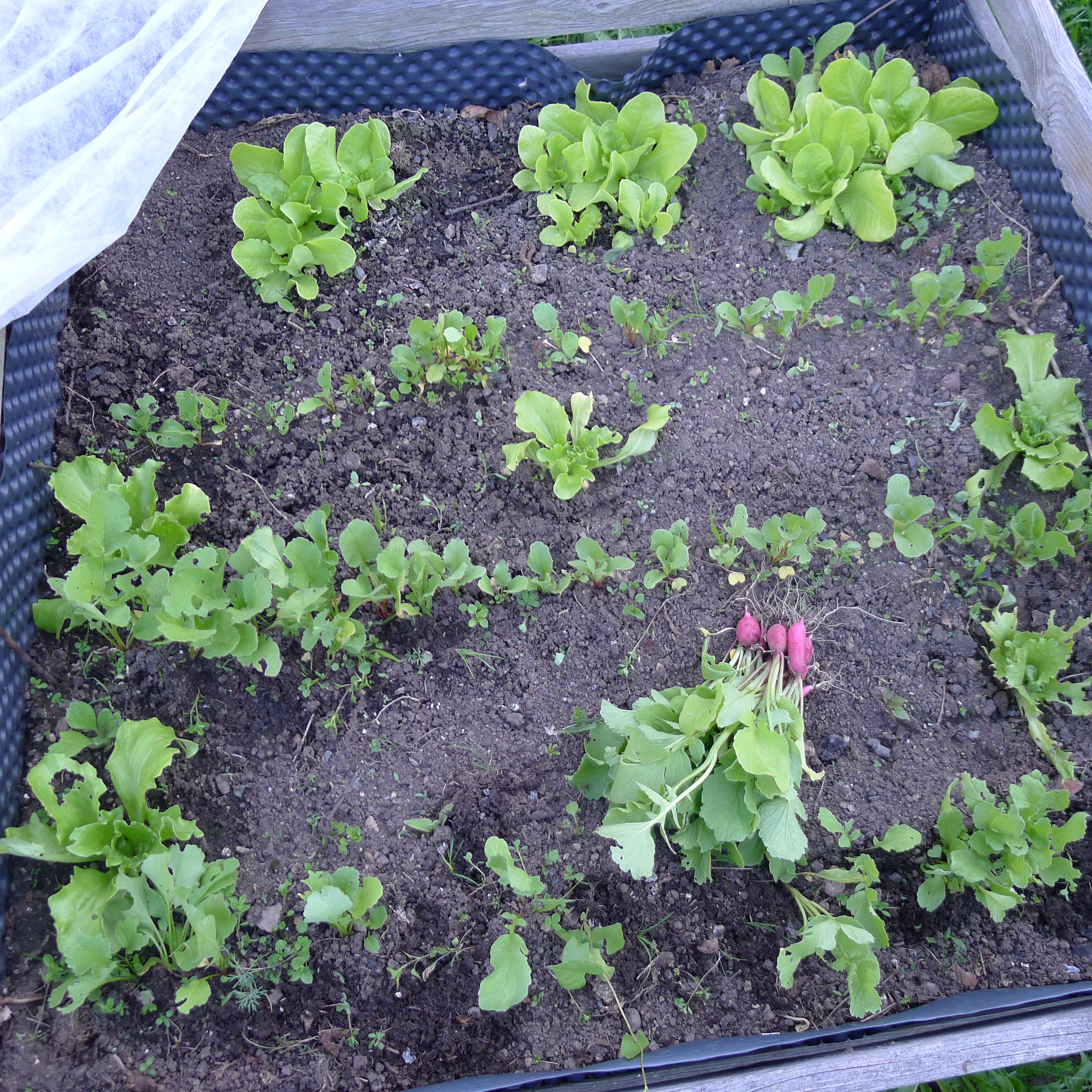 6.5.2025 sklizeň ředkviček