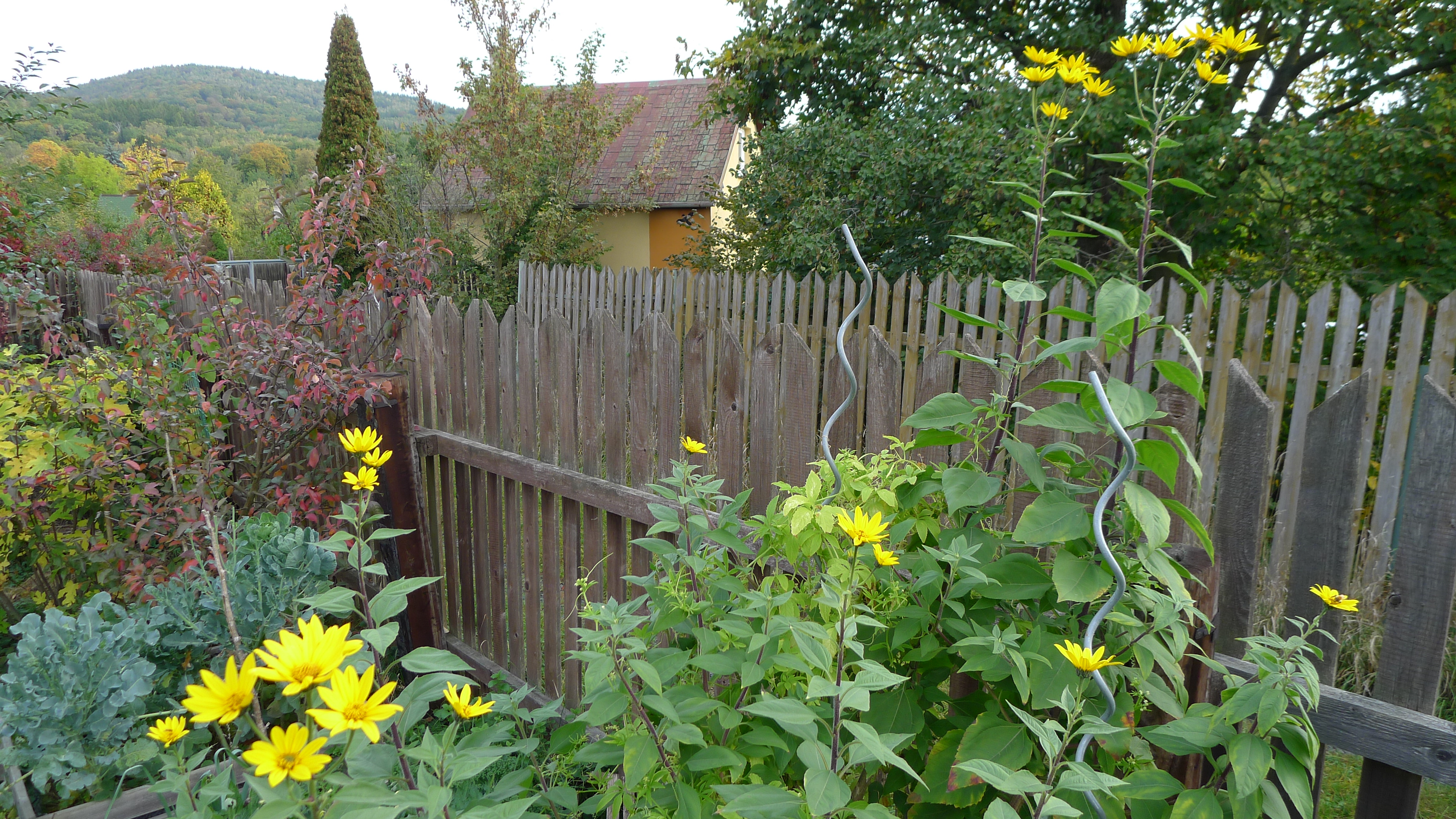 rozkvetlé topinambory