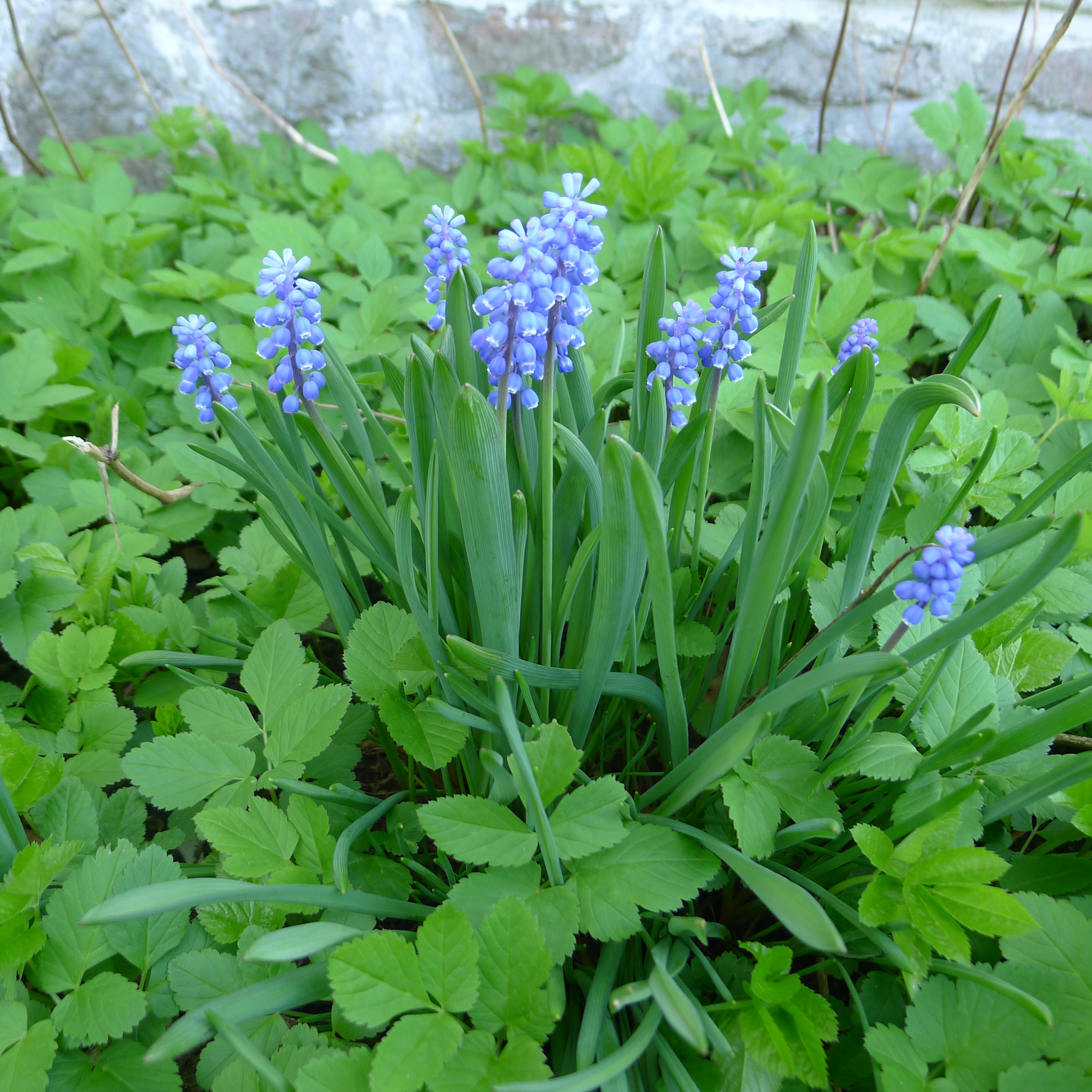 modřence v bršlici