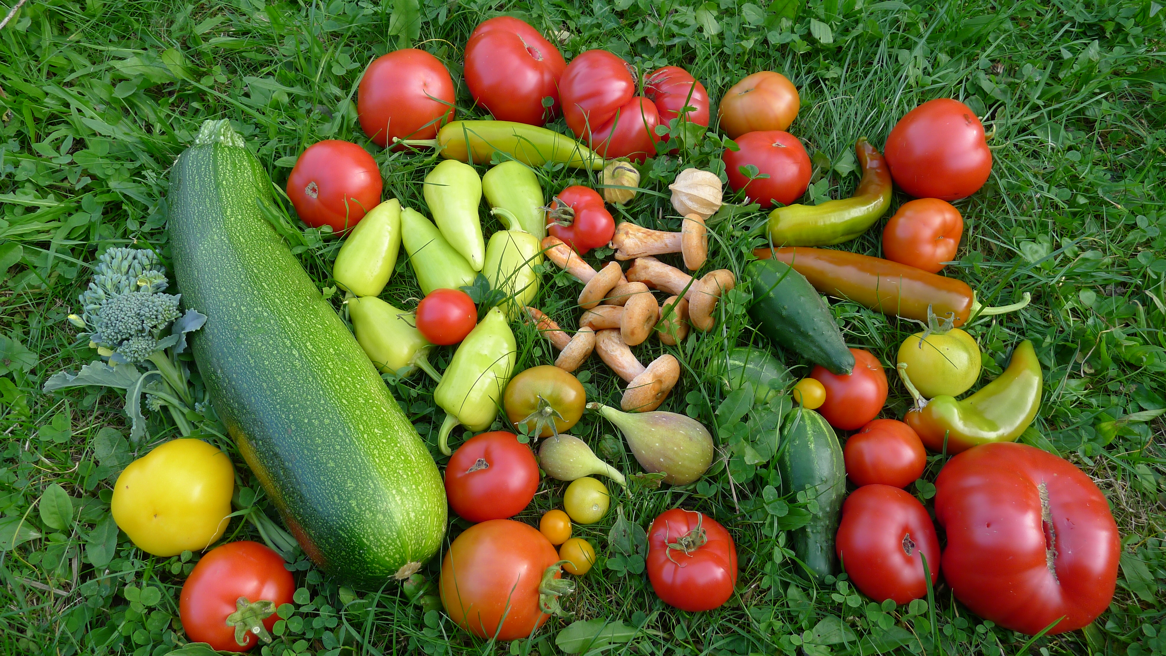 cuketa, rajčata, okurky, papriky, ryzce, mochyně, brokolice, fíky