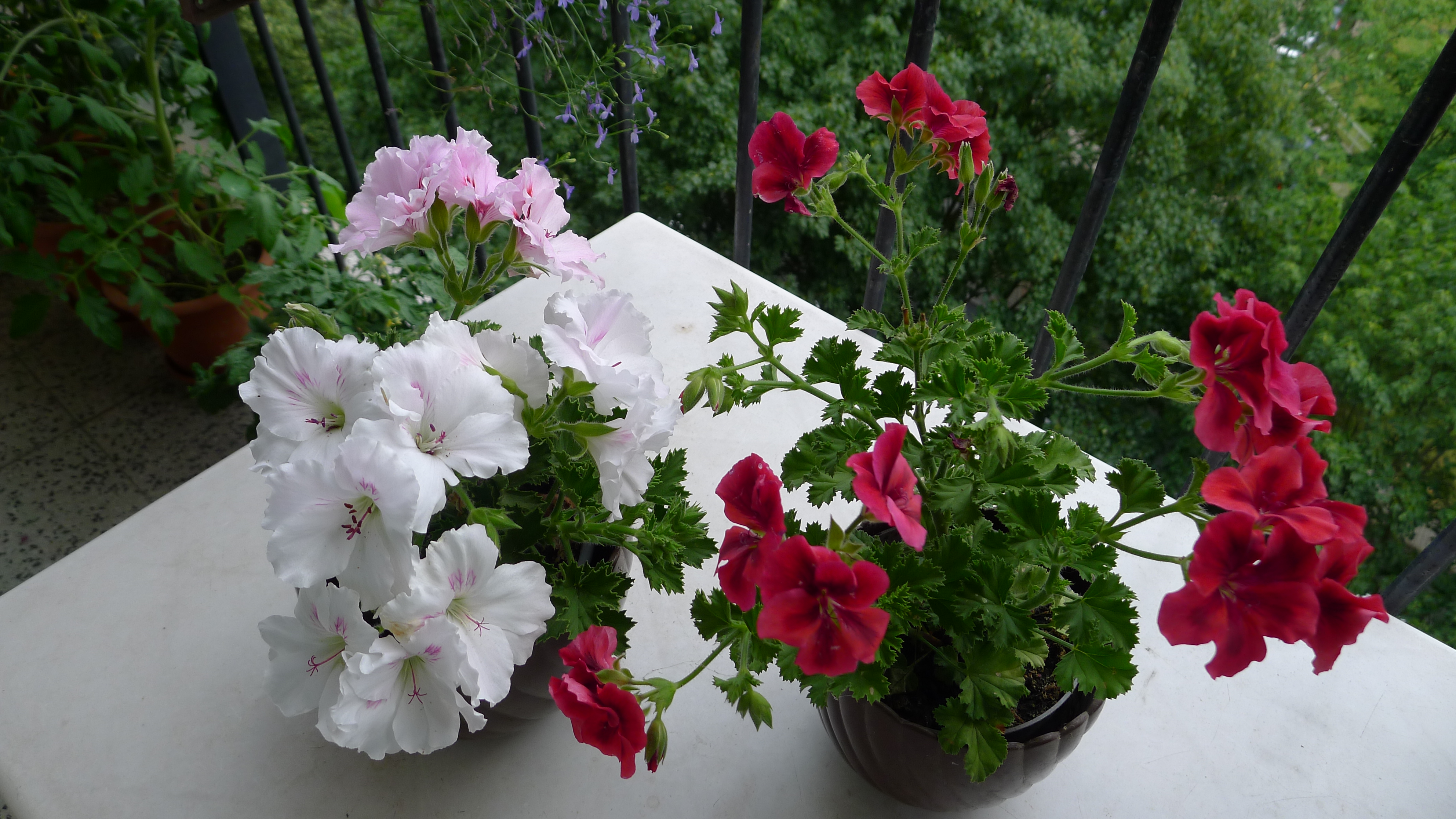 anglické pelargonie