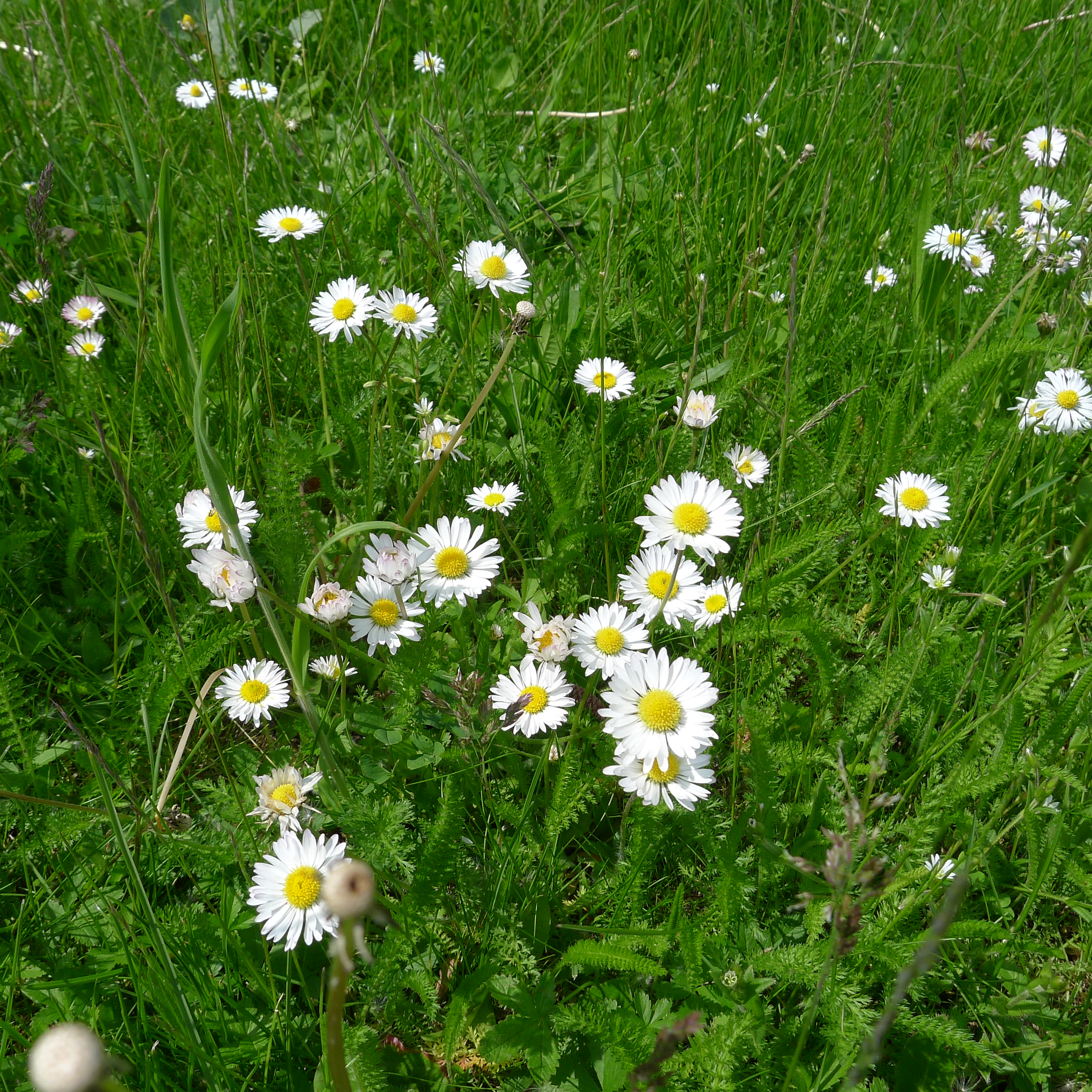 sedmikráska chudobka