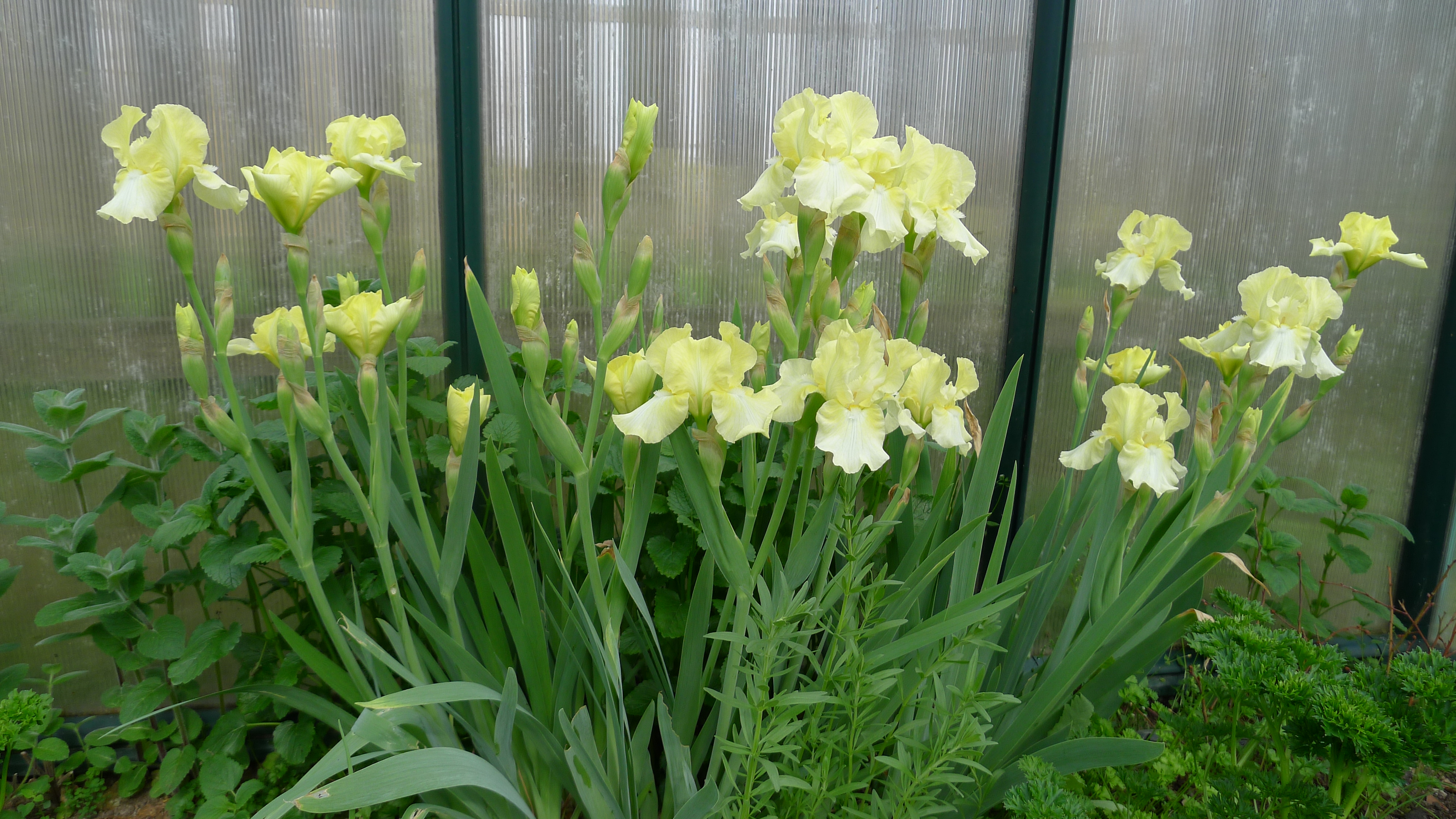 4.5.2023 kosatce ve skleníku