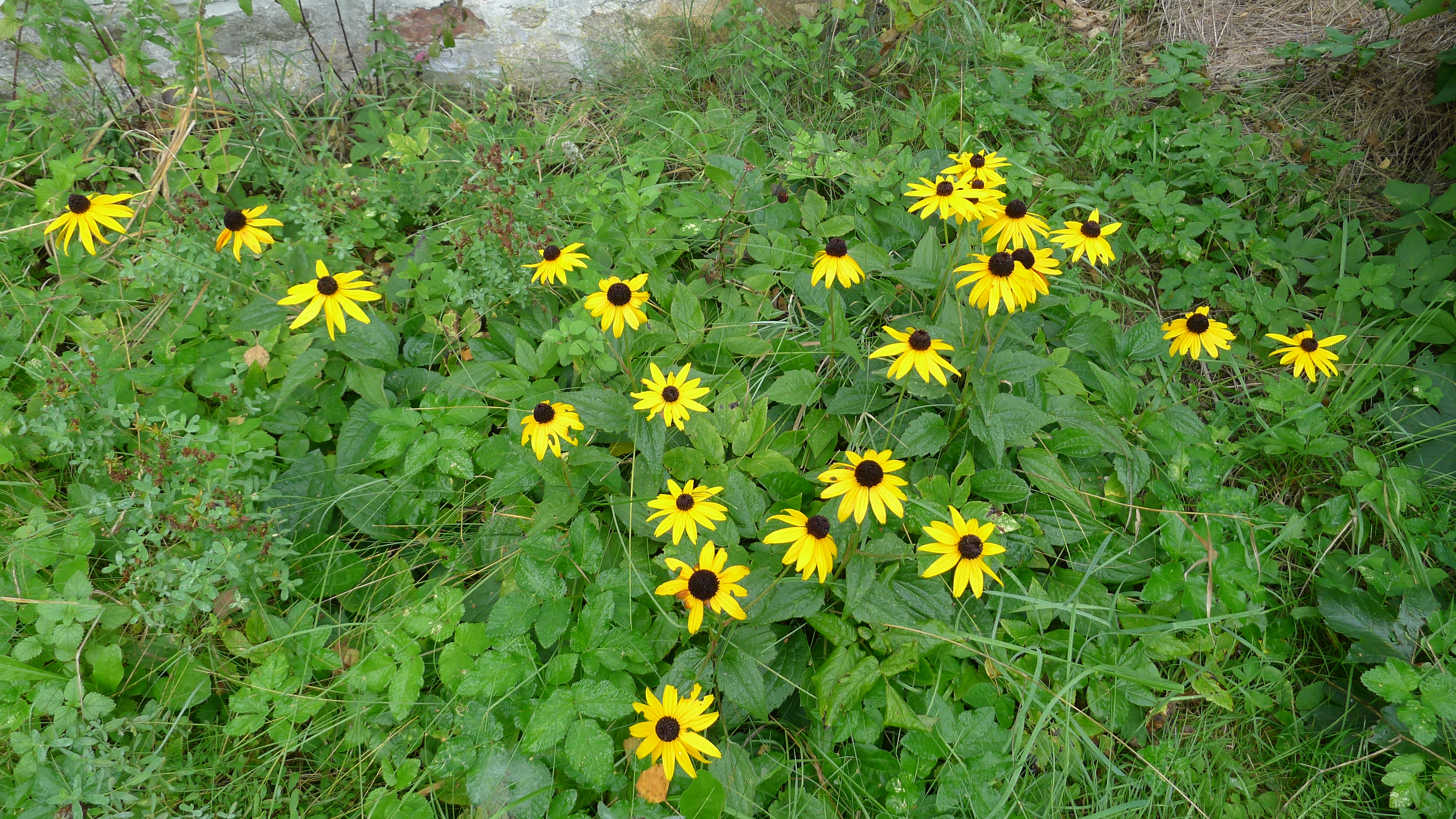 rudbekie