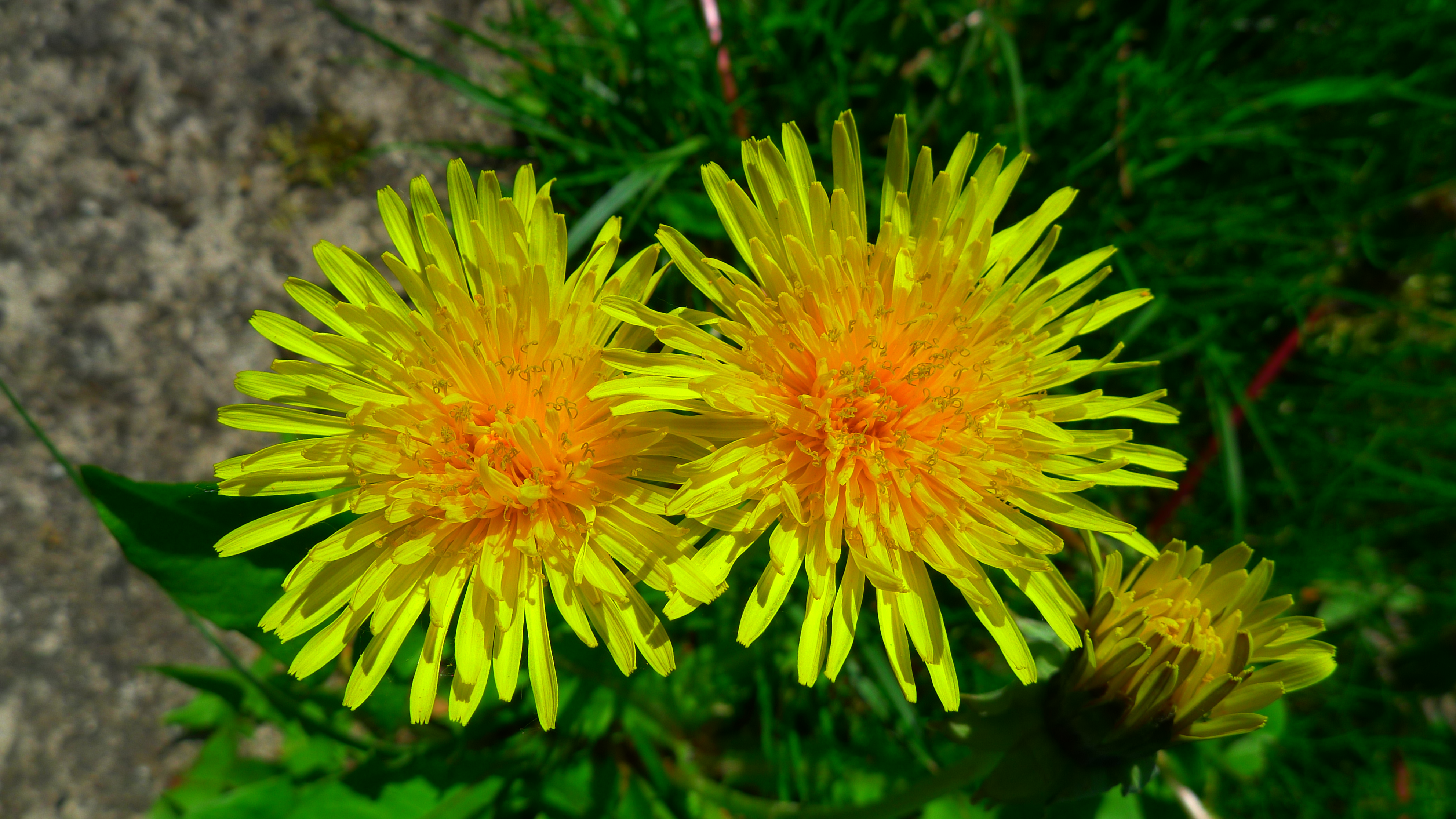 smetanka lékařská