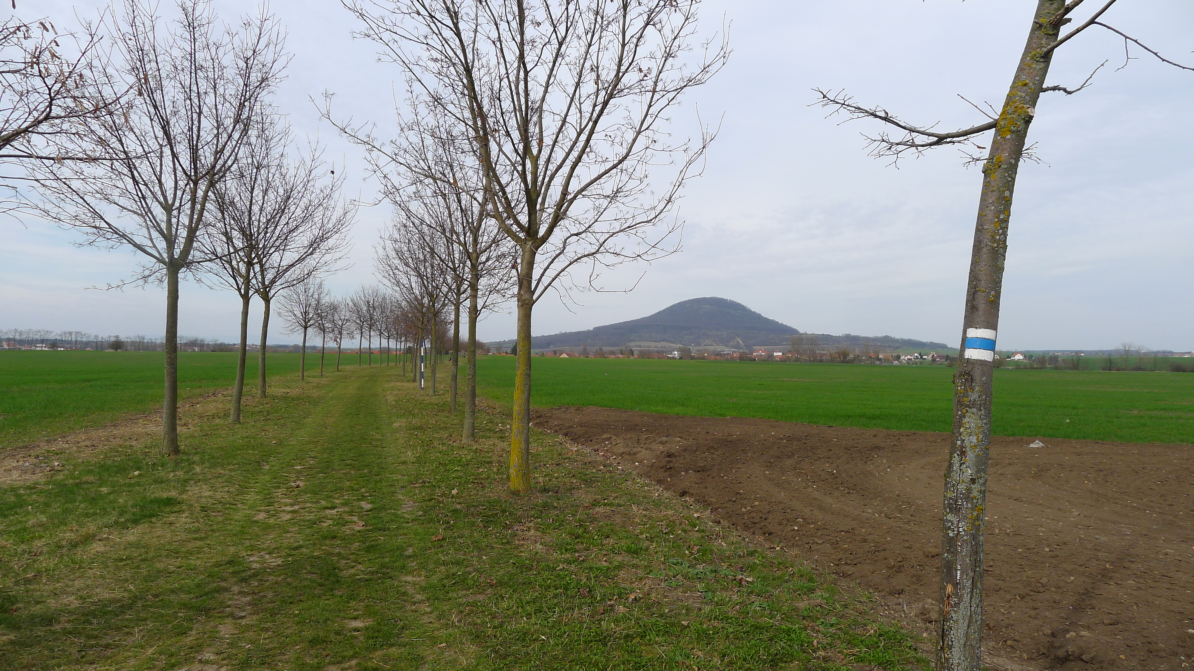 Mnetěšská alej s Řípem v pozadí