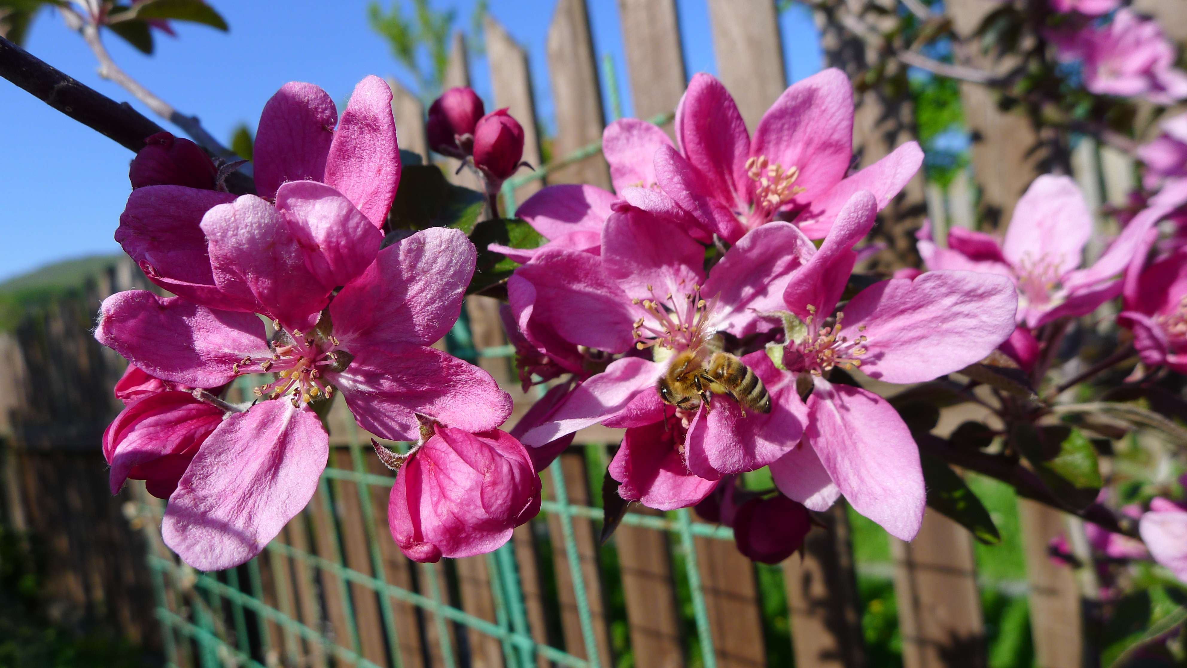 květy jabloně Redlove Era 