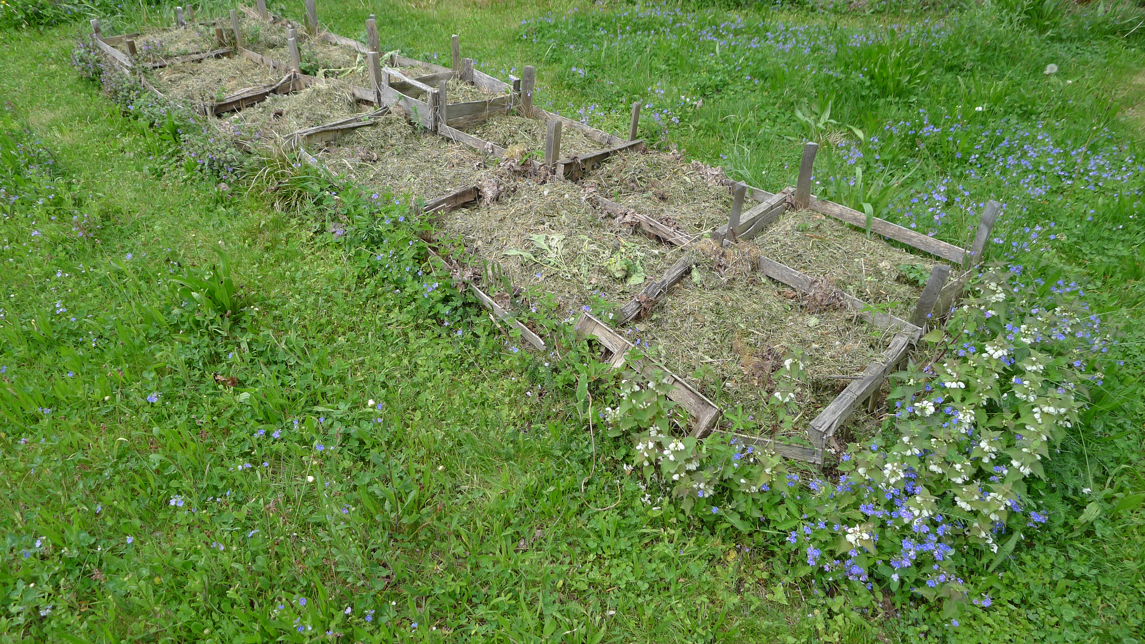 sadba brambor v bedýnkách, rozrazily a hluchavky v trávníku