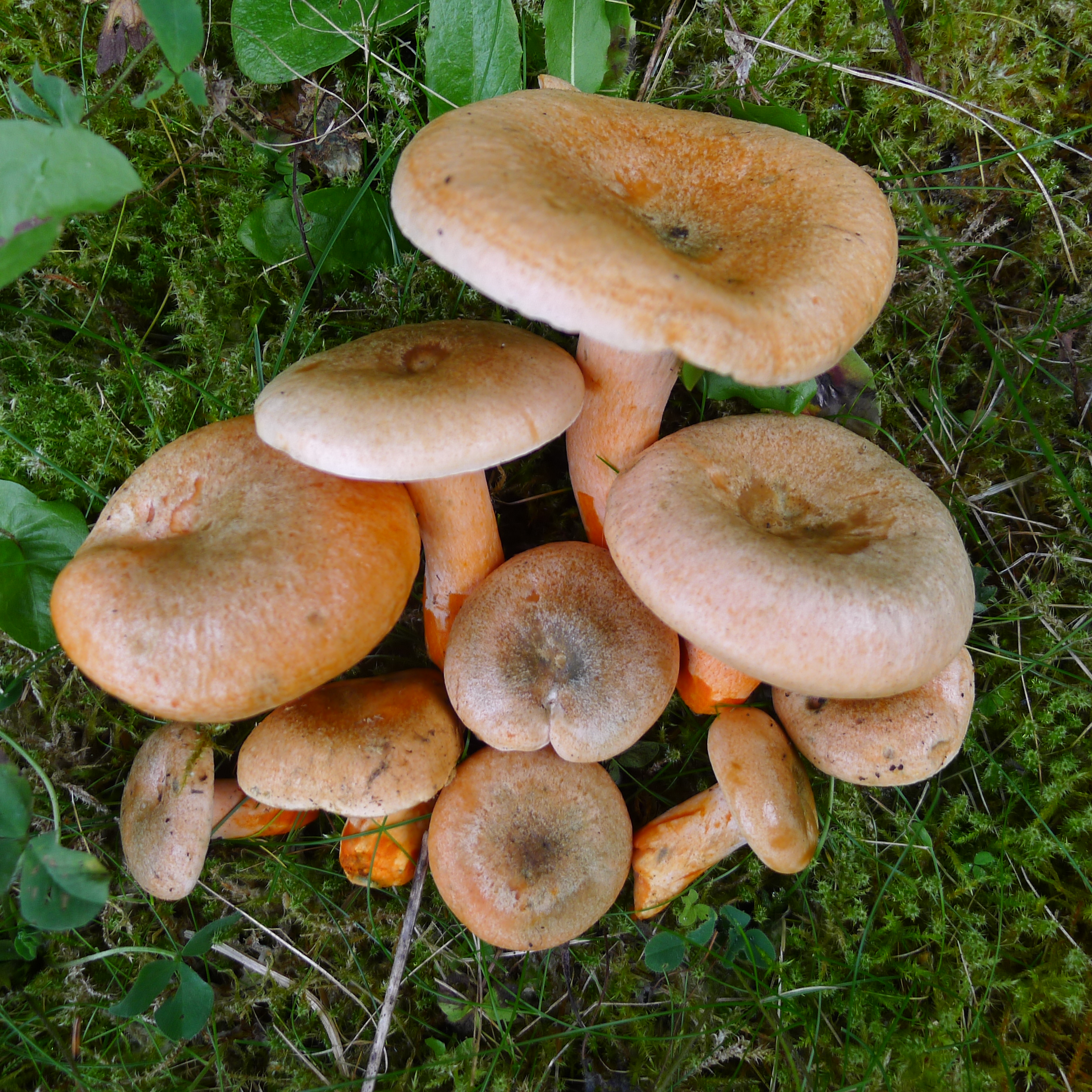 asi už poslední letošní ryzce